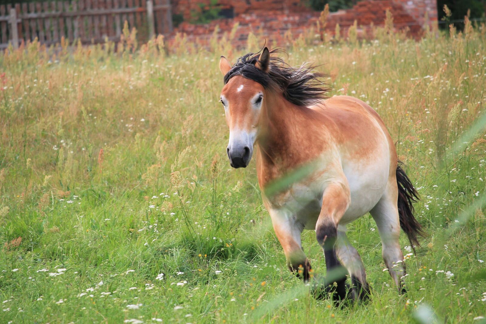 Canon EF-S 55-250mm F4-5.6 IS STM sample photo. Horse, cold blooded animals photography