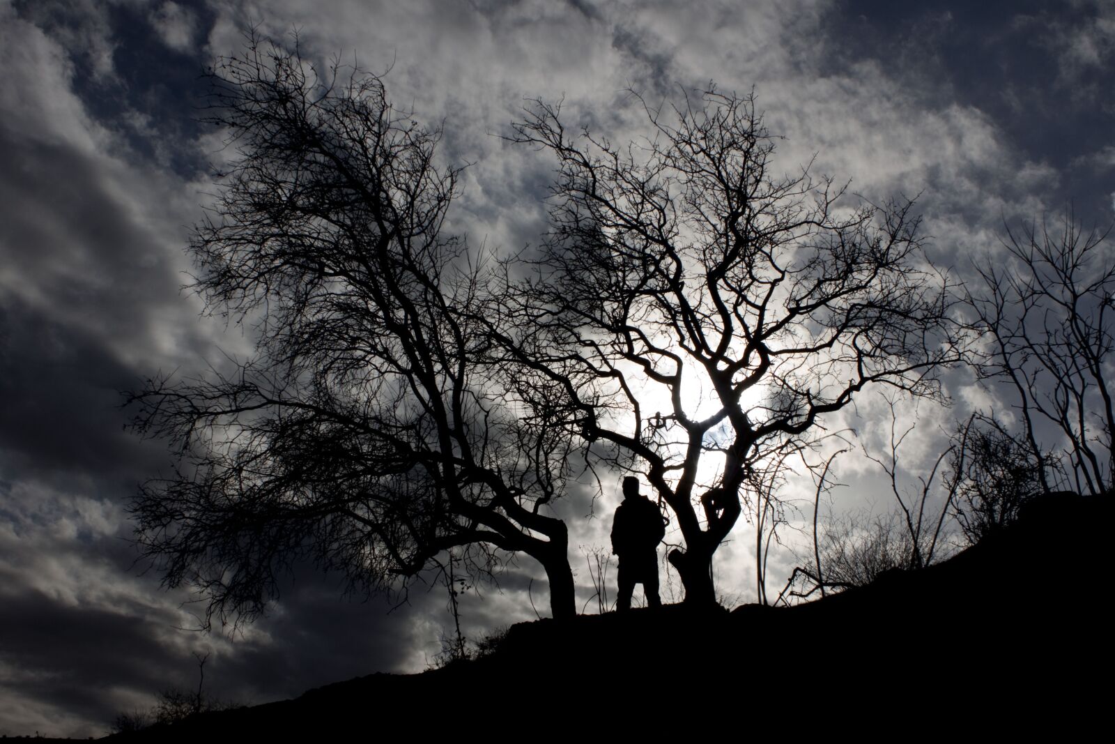 Canon EOS 500D (EOS Rebel T1i / EOS Kiss X3) sample photo. Silhouette, tree, sky photography