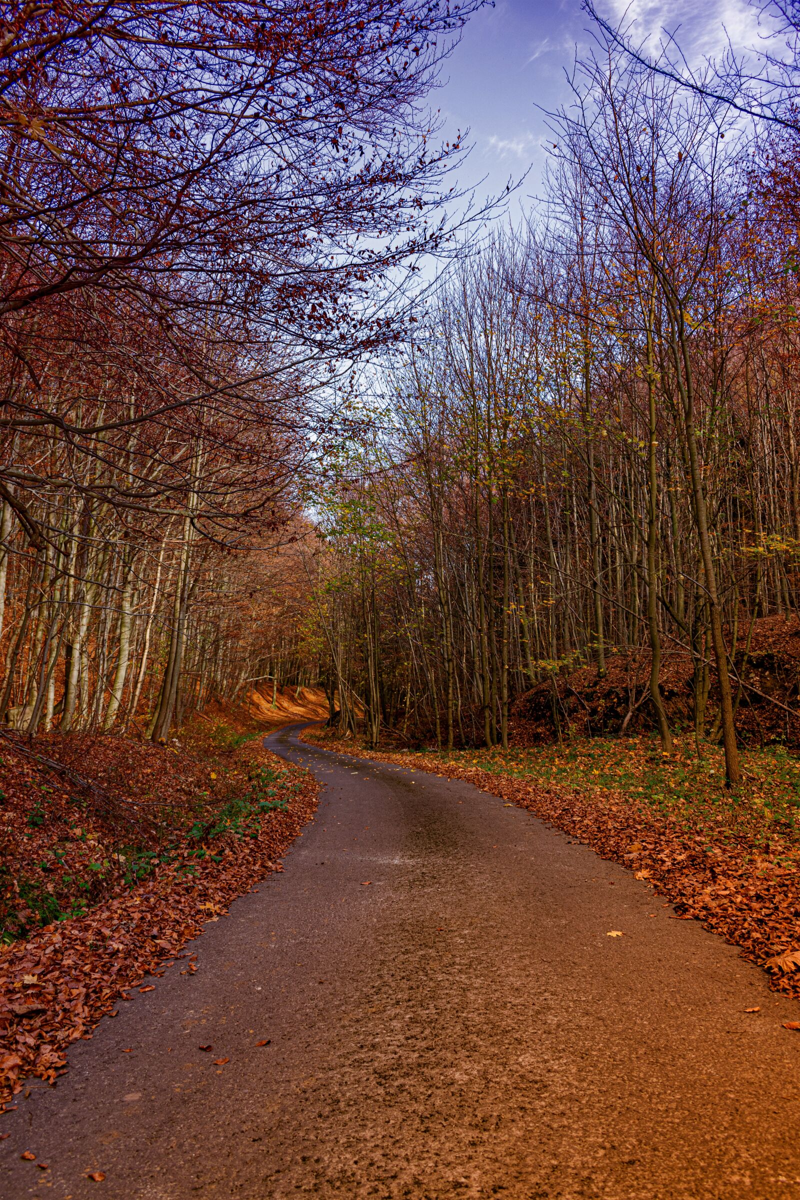 Nikon D5300 sample photo. Forest, path, forest road photography