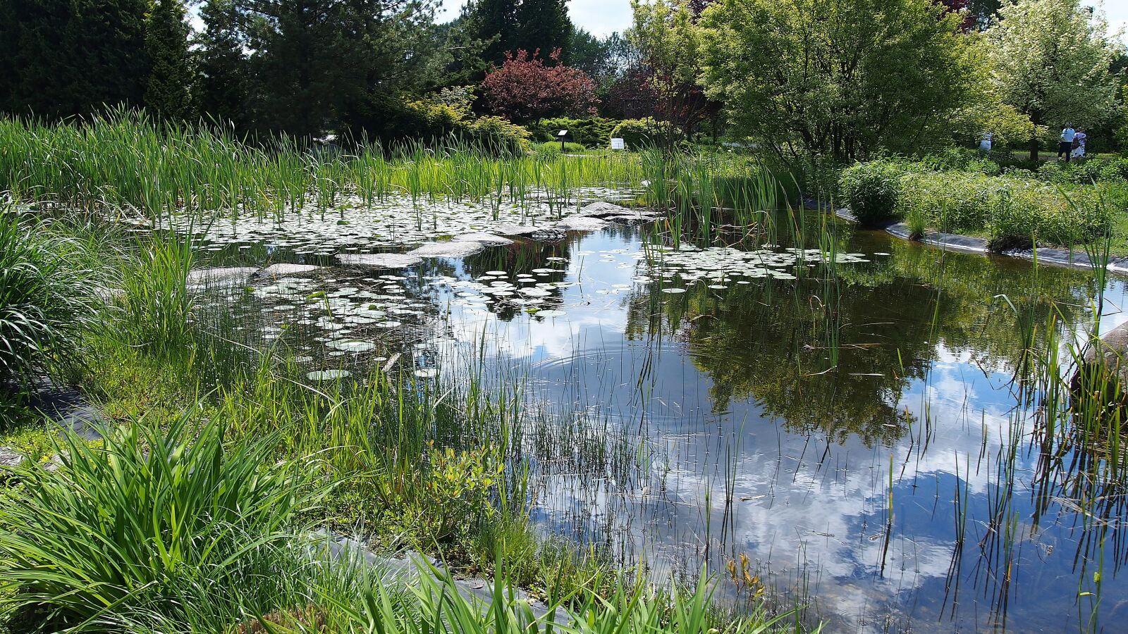Olympus PEN E-PL6 sample photo. Pond, water, landscape photography