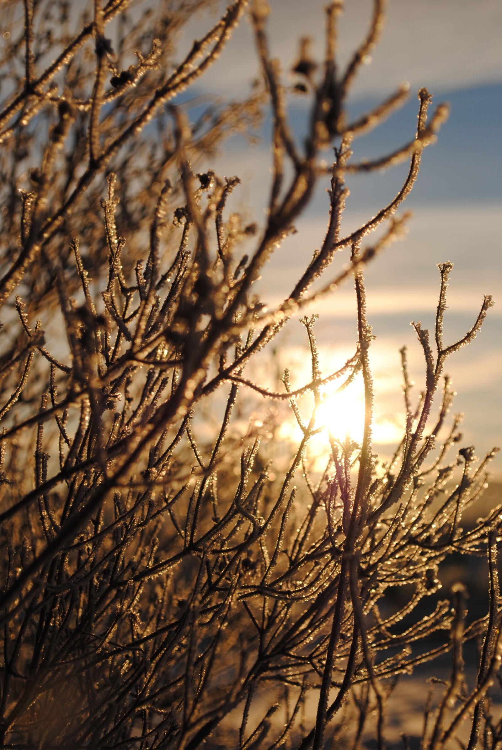 Nikon D3000 sample photo. Winter, tree, snow photography