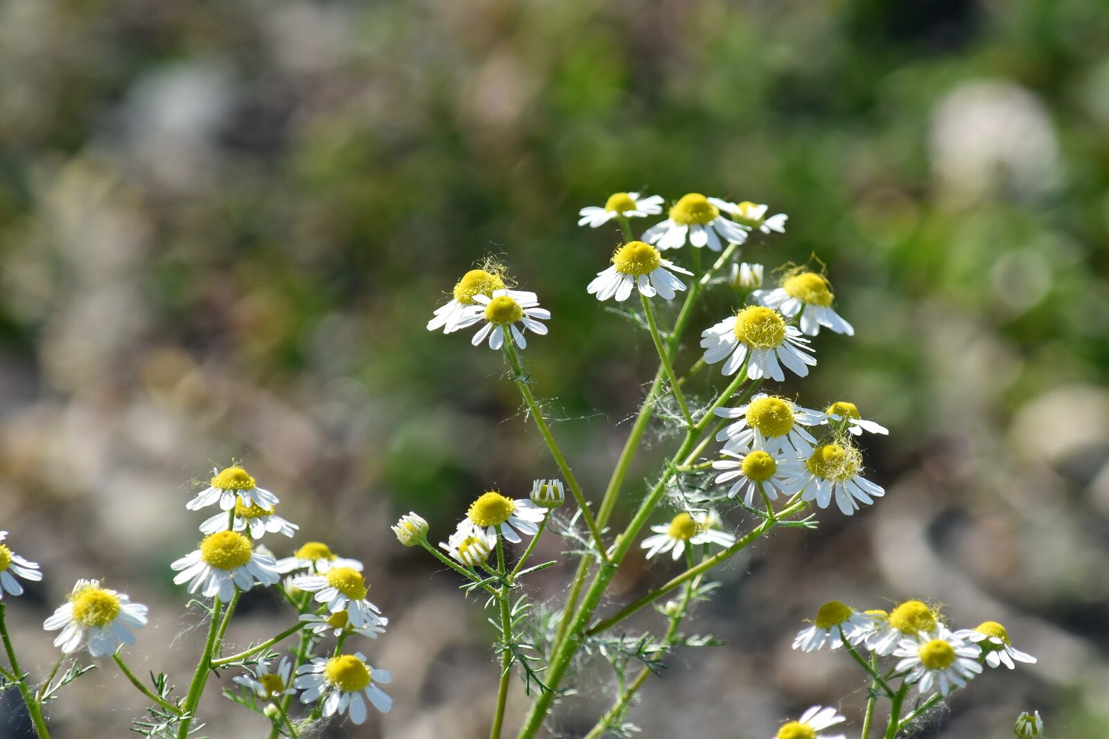 Nikon D5500 sample photo. Chamomile, plant, herb, flower photography