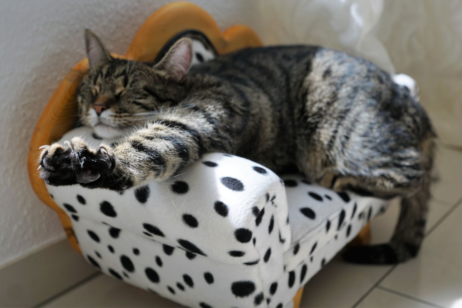 Sony ILCA-77M2 + Sony DT 16-50mm F2.8 SSM sample photo. Cat, mieze, cat's eyes photography
