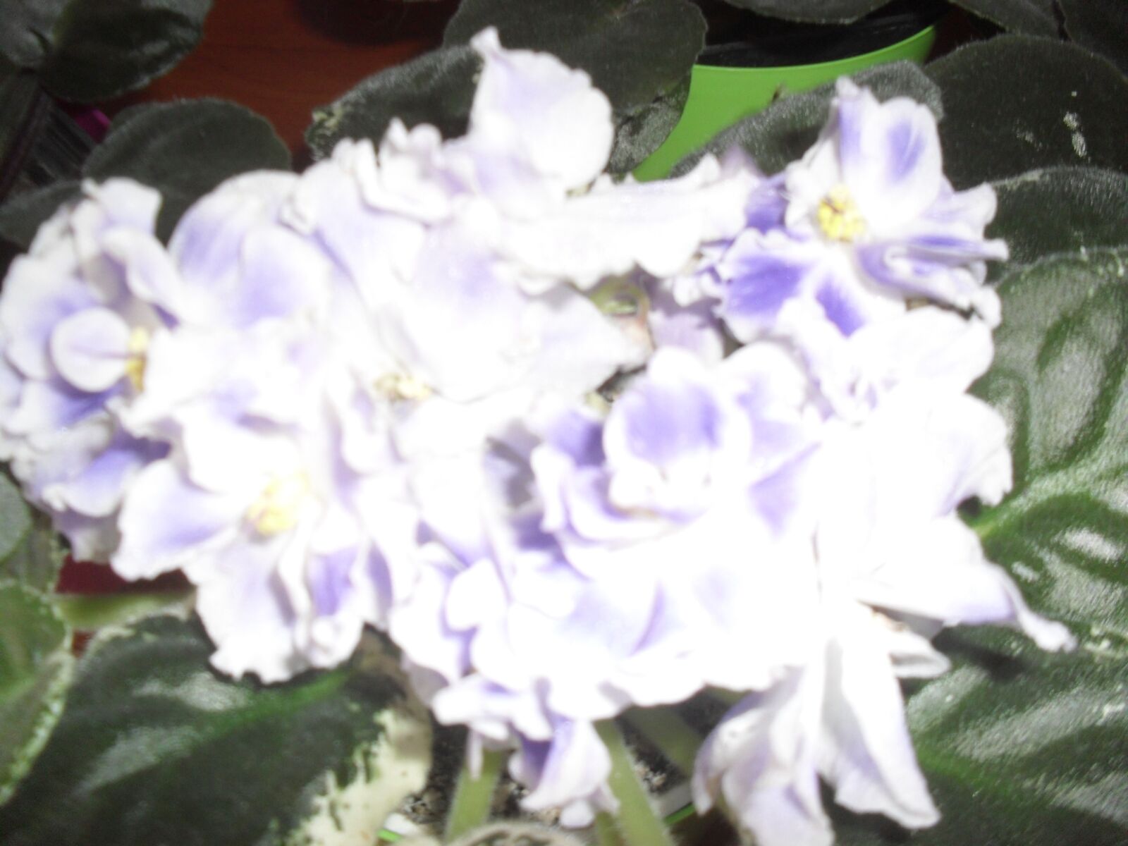 Samsung ES60 / VLUU ES60 /  SL105 /  ES63 sample photo. Light blue, violet, potted photography