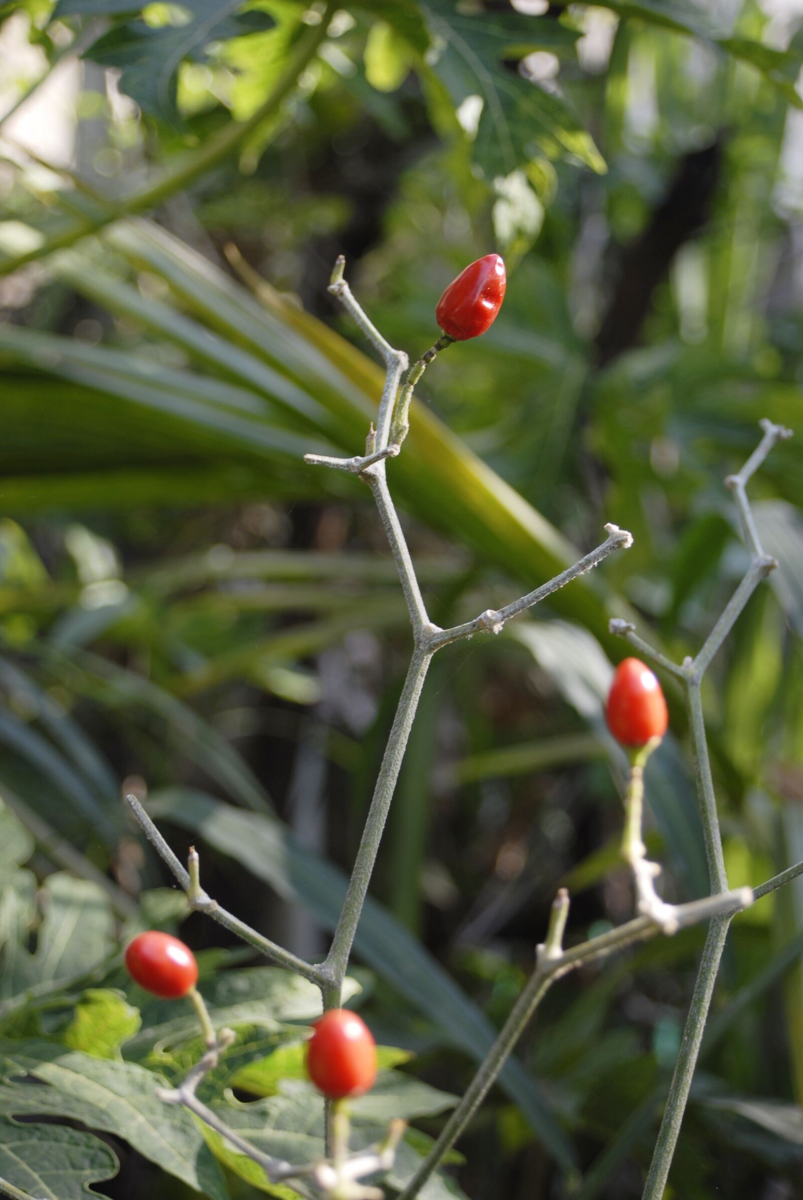 Nikon D200 sample photo. Chile, spicy, vegetable photography