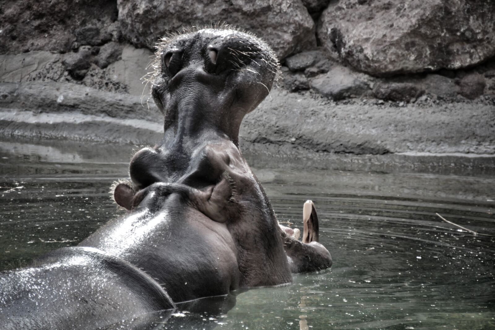 Canon EOS 600D (Rebel EOS T3i / EOS Kiss X5) sample photo. Hippo, foot, pachyderm photography