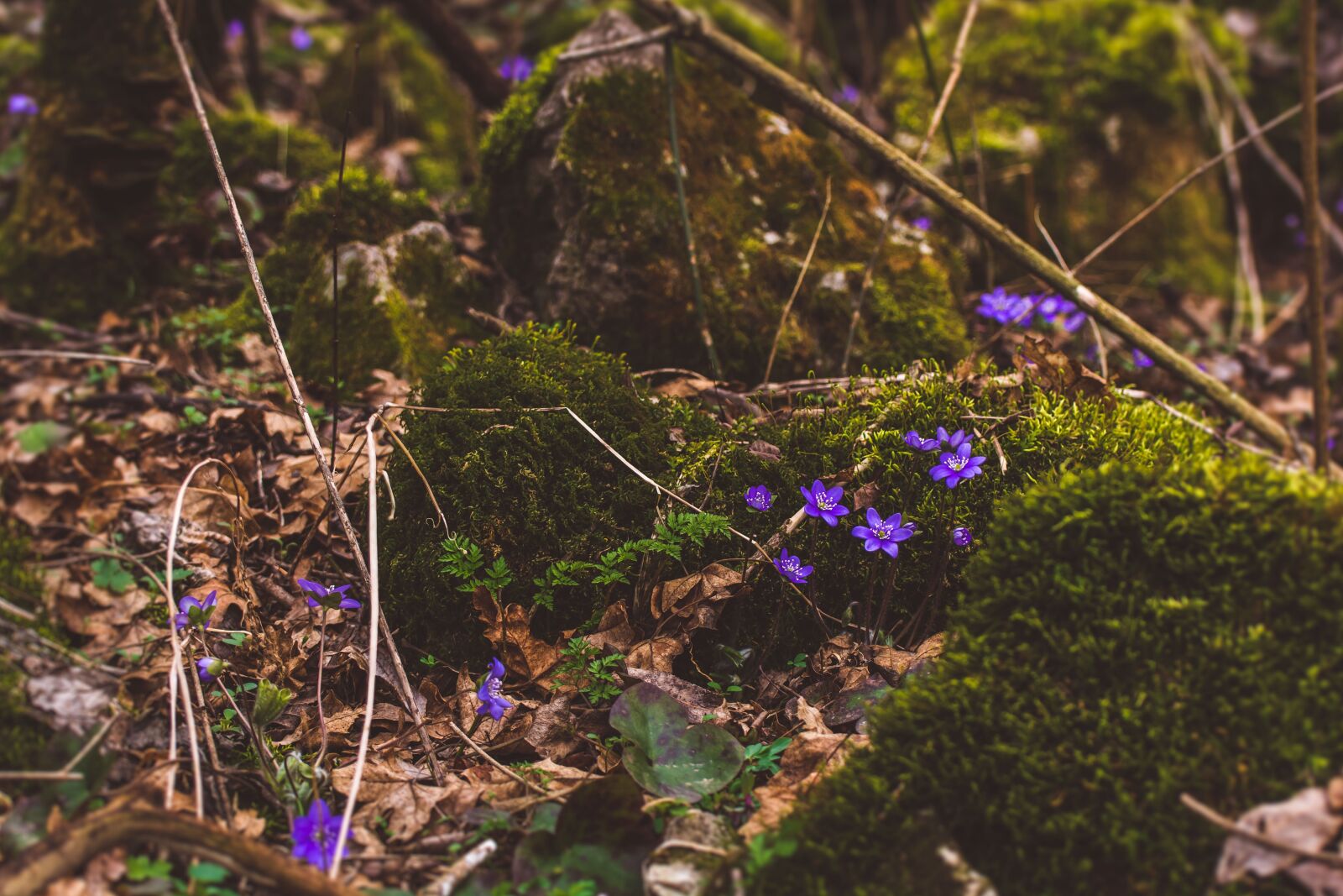 Nikon D7100 sample photo. Nature, wood, forrest photography