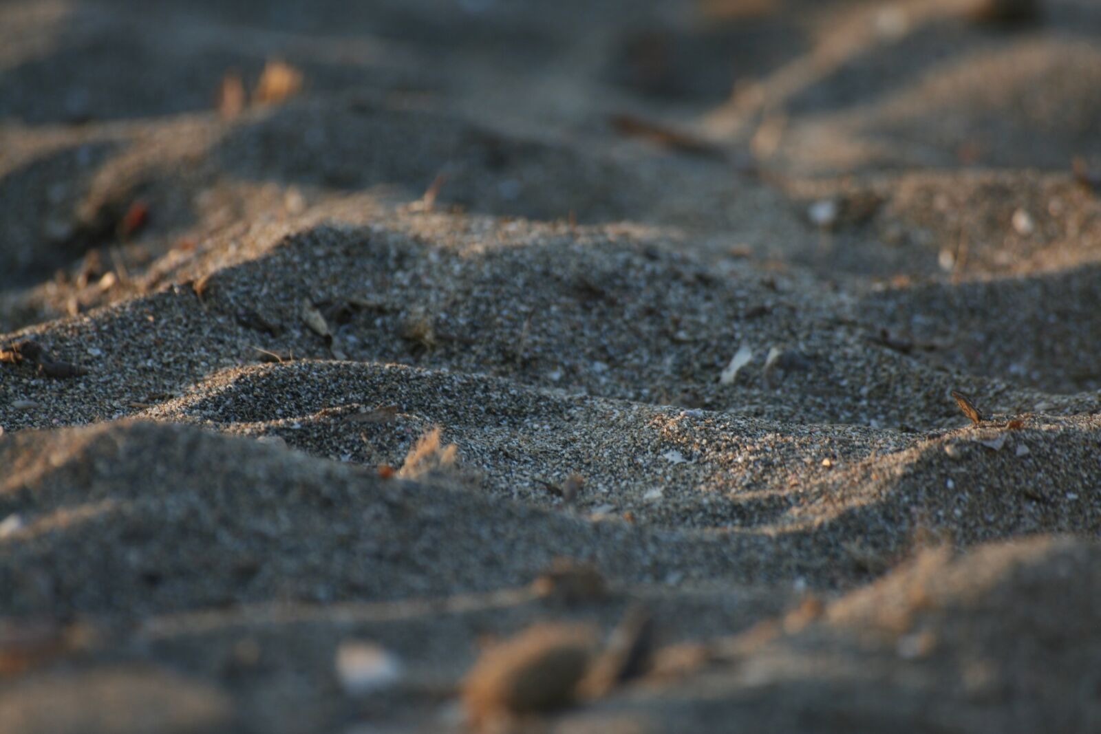 Canon EOS 350D (EOS Digital Rebel XT / EOS Kiss Digital N) sample photo. Sand, macro, dune photography