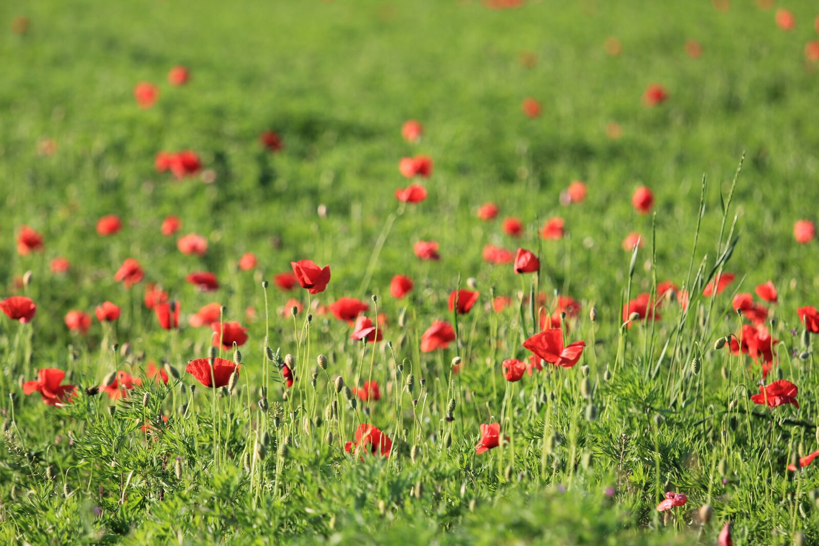 Canon EOS 550D (EOS Rebel T2i / EOS Kiss X4) sample photo. Flower, field, hayfield photography