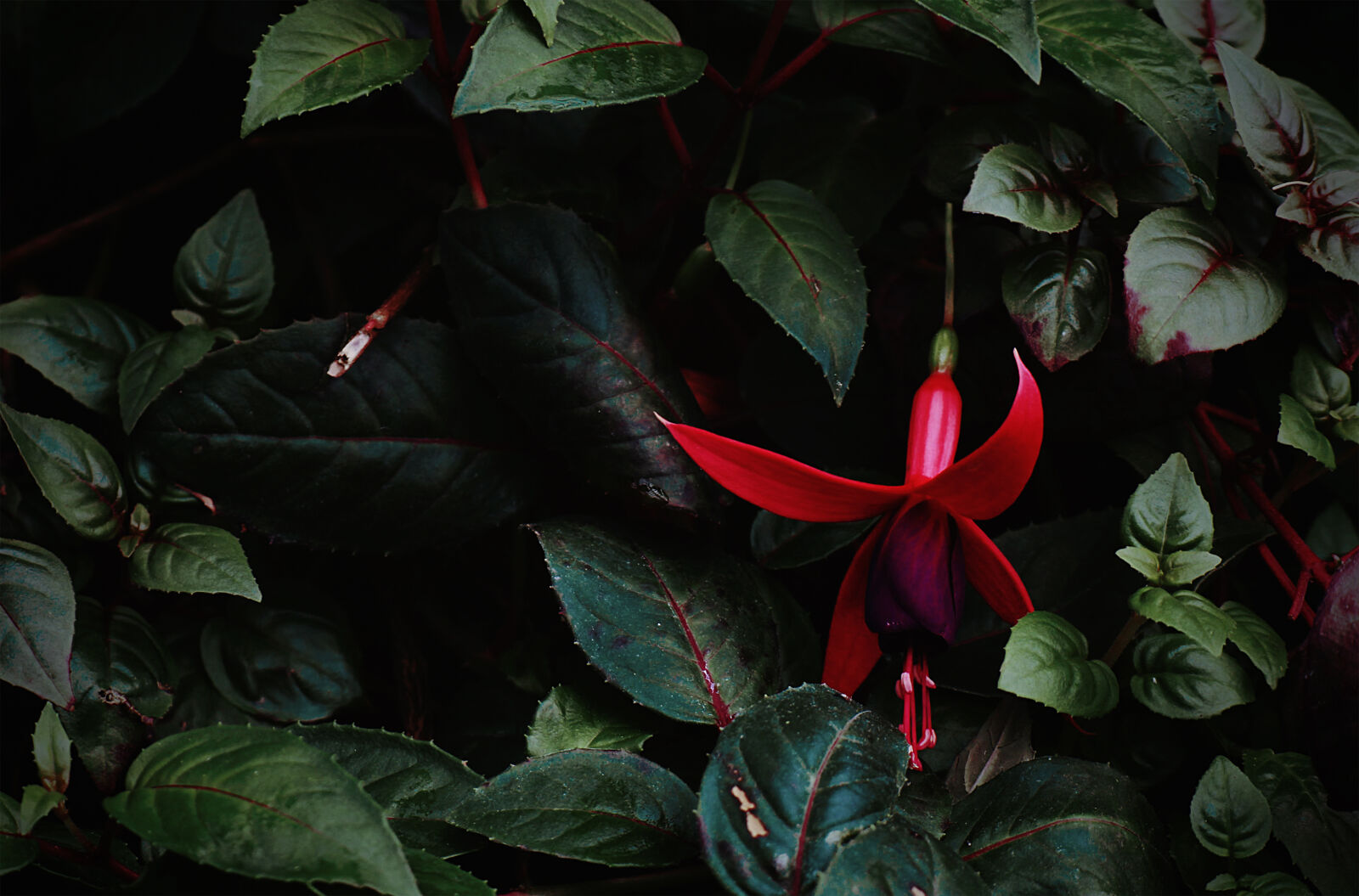 Canon EOS 700D (EOS Rebel T5i / EOS Kiss X7i) sample photo. Beautiful, flower, flora, floral photography