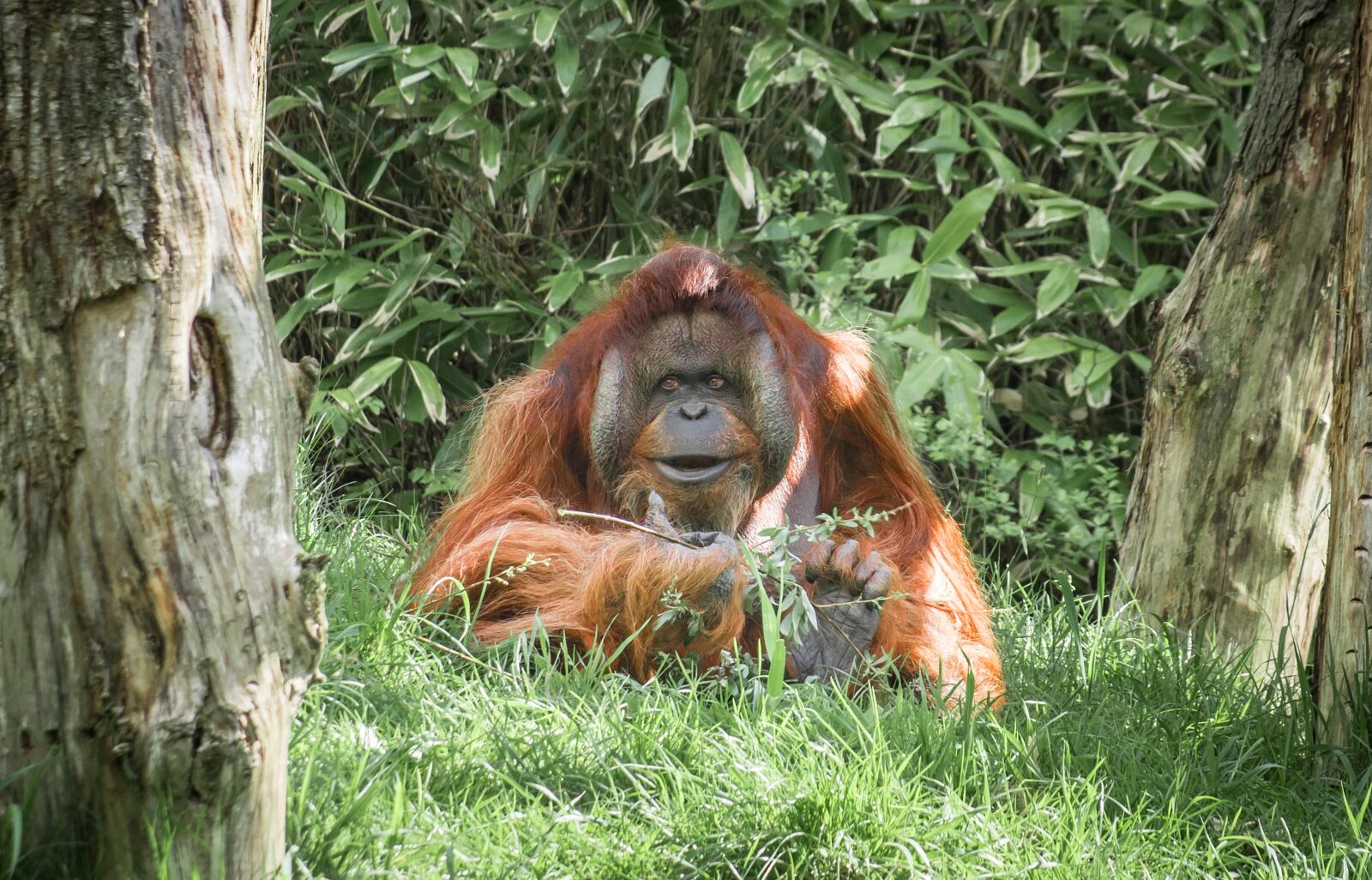 Nikon D610 sample photo. Ape, monkey, mammal photography