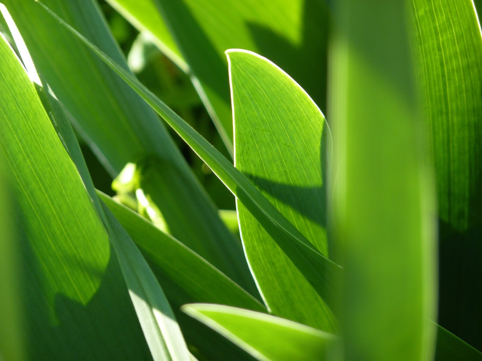 Panasonic Lumix DMC-FZ35 (Lumix DMC-FZ38) sample photo. Leaf, foliage, iris photography