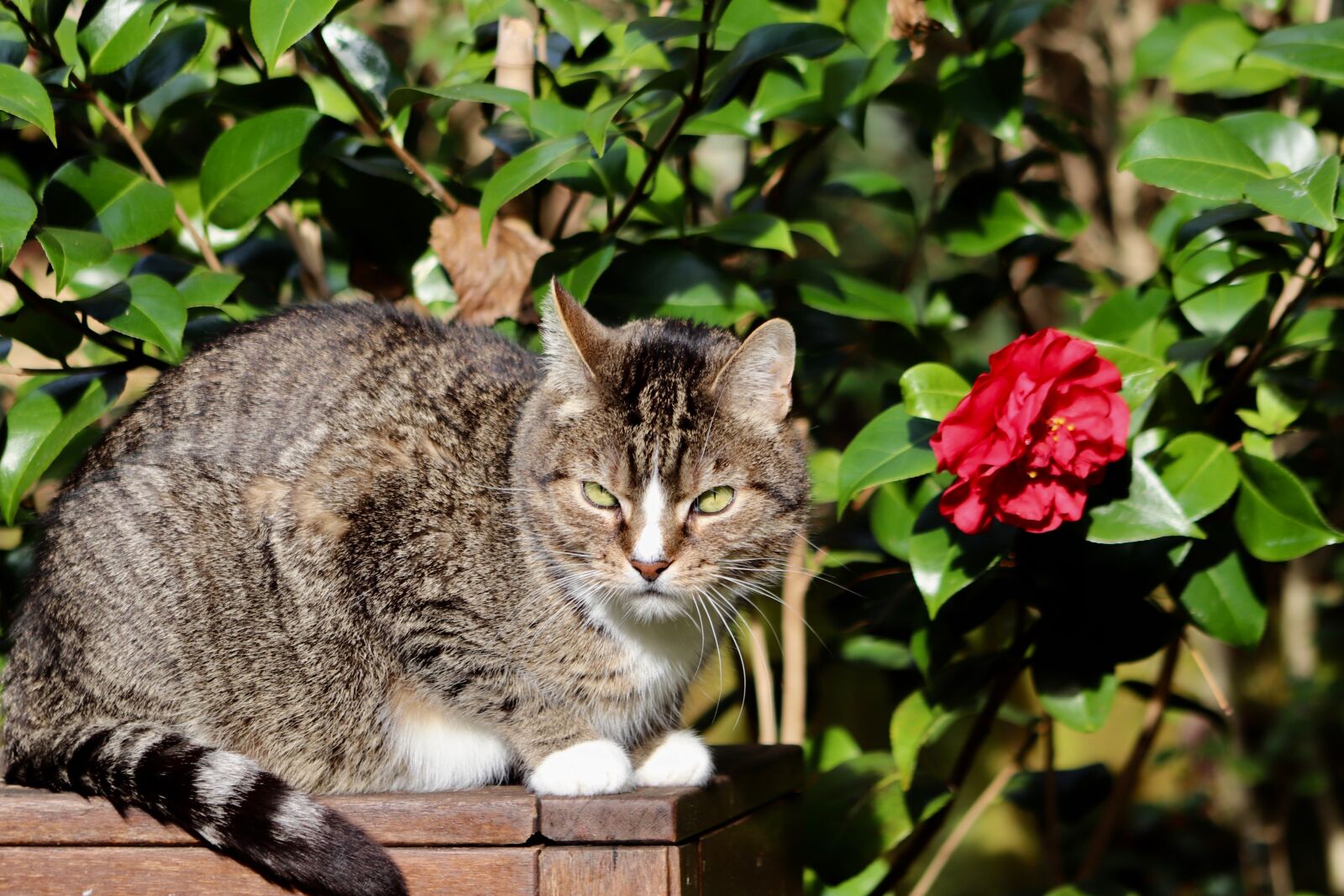 Canon EOS 800D (EOS Rebel T7i / EOS Kiss X9i) sample photo. Cat, mackerel, pet photography
