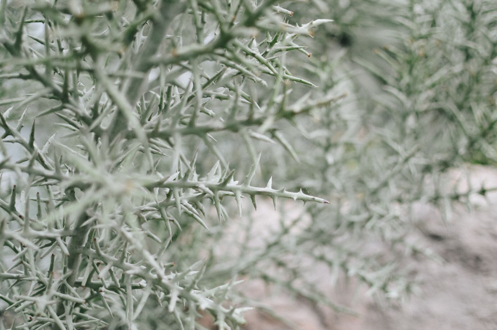 Nikon D3200 sample photo. Cactus, desert, dry photography