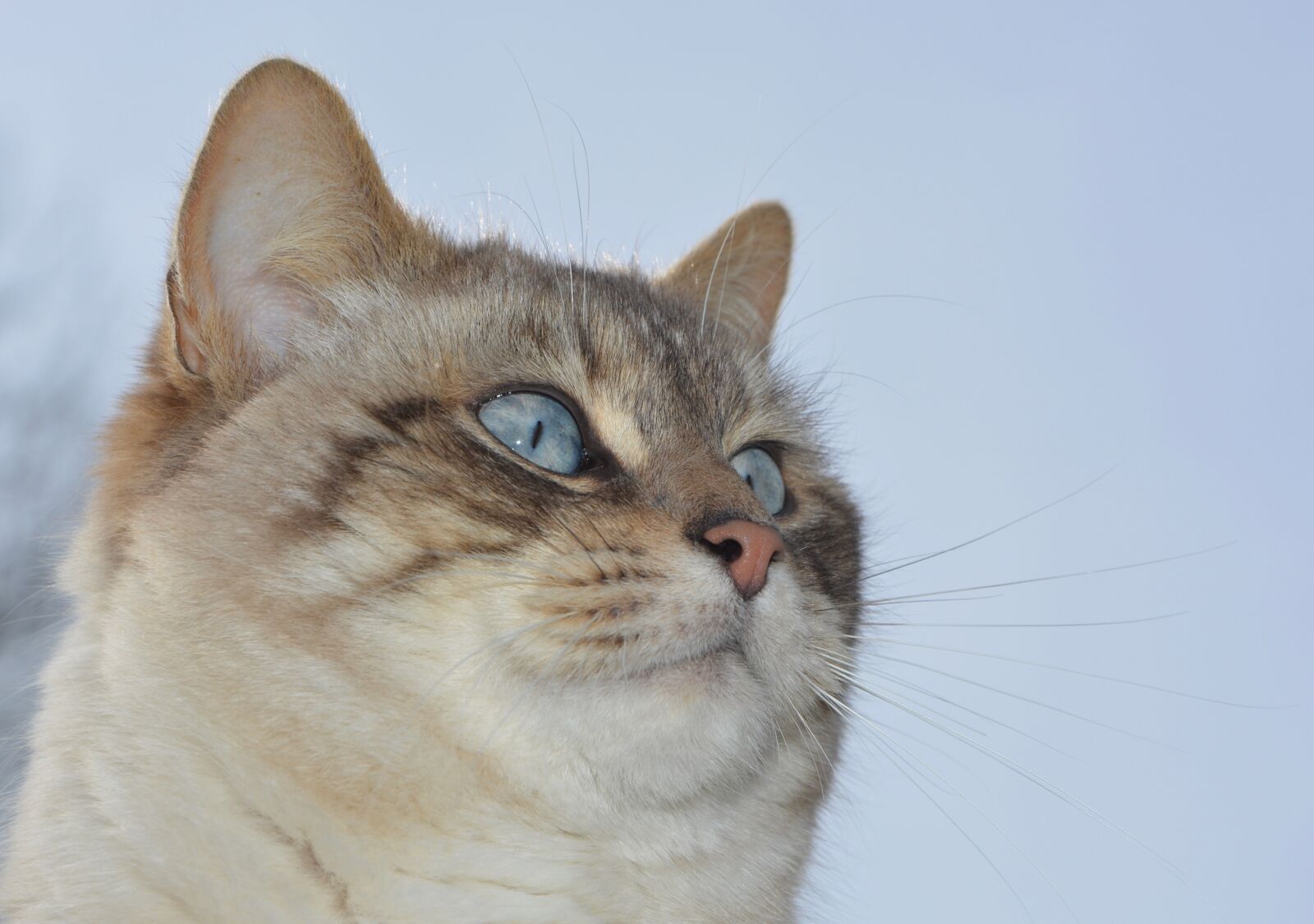 Nikon D5200 sample photo. Cat, pussy, nose of photography
