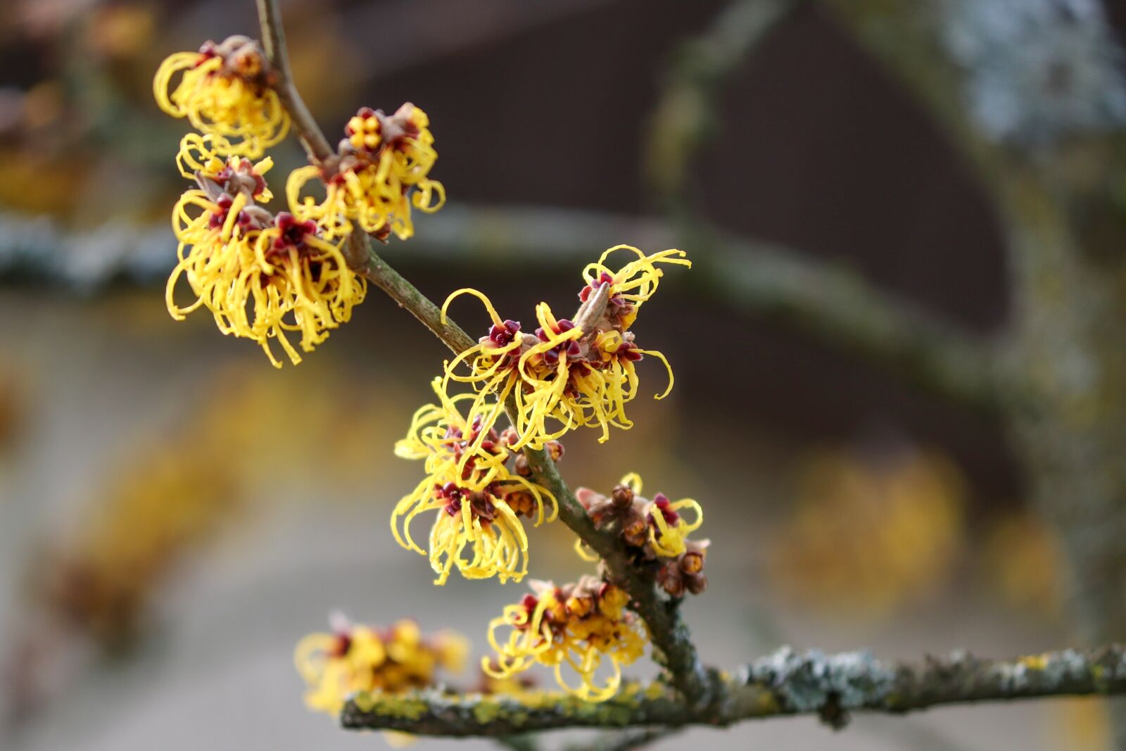 Canon EOS 200D (EOS Rebel SL2 / EOS Kiss X9) sample photo. Witch hazel, winterblueher, bloom photography