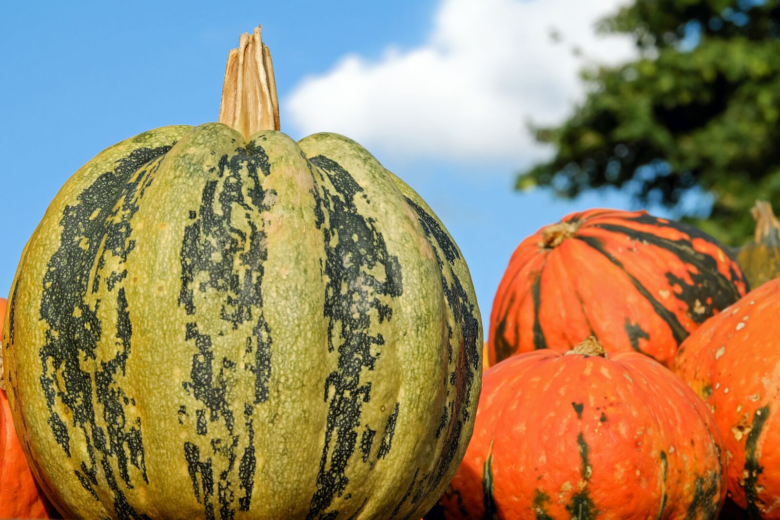 Fujifilm XF 55-200mm F3.5-4.8 R LM OIS sample photo. Pumpkin, fig leaf gourd photography