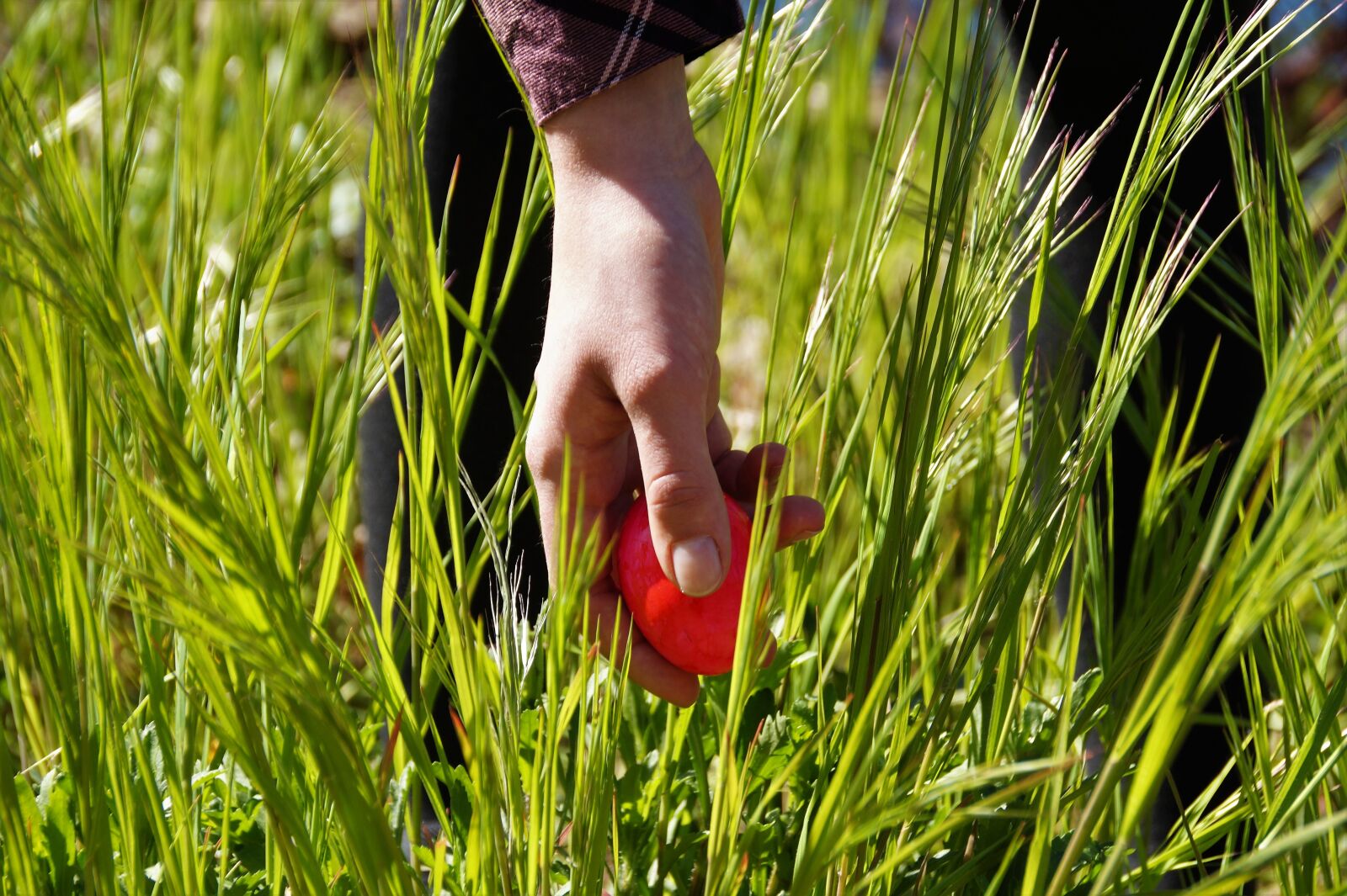 Sony SLT-A58 sample photo. Easter, search, eggs photography