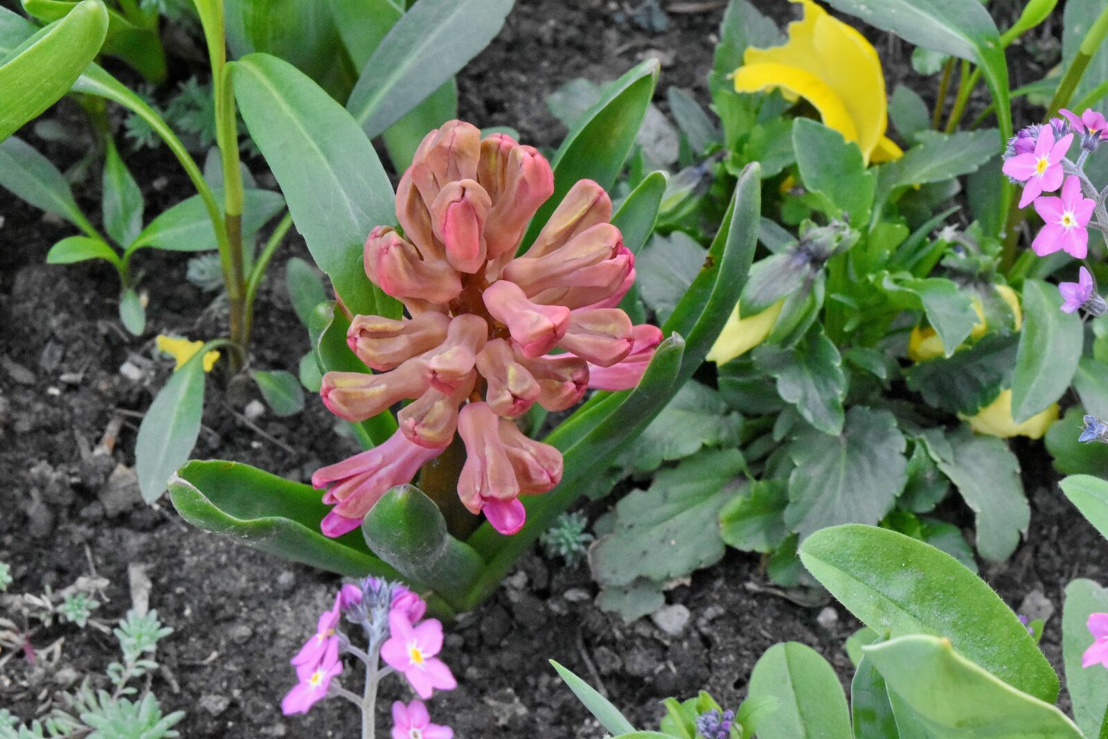 Nikon D5500 sample photo. Spring, hyacinth, nature, flower photography