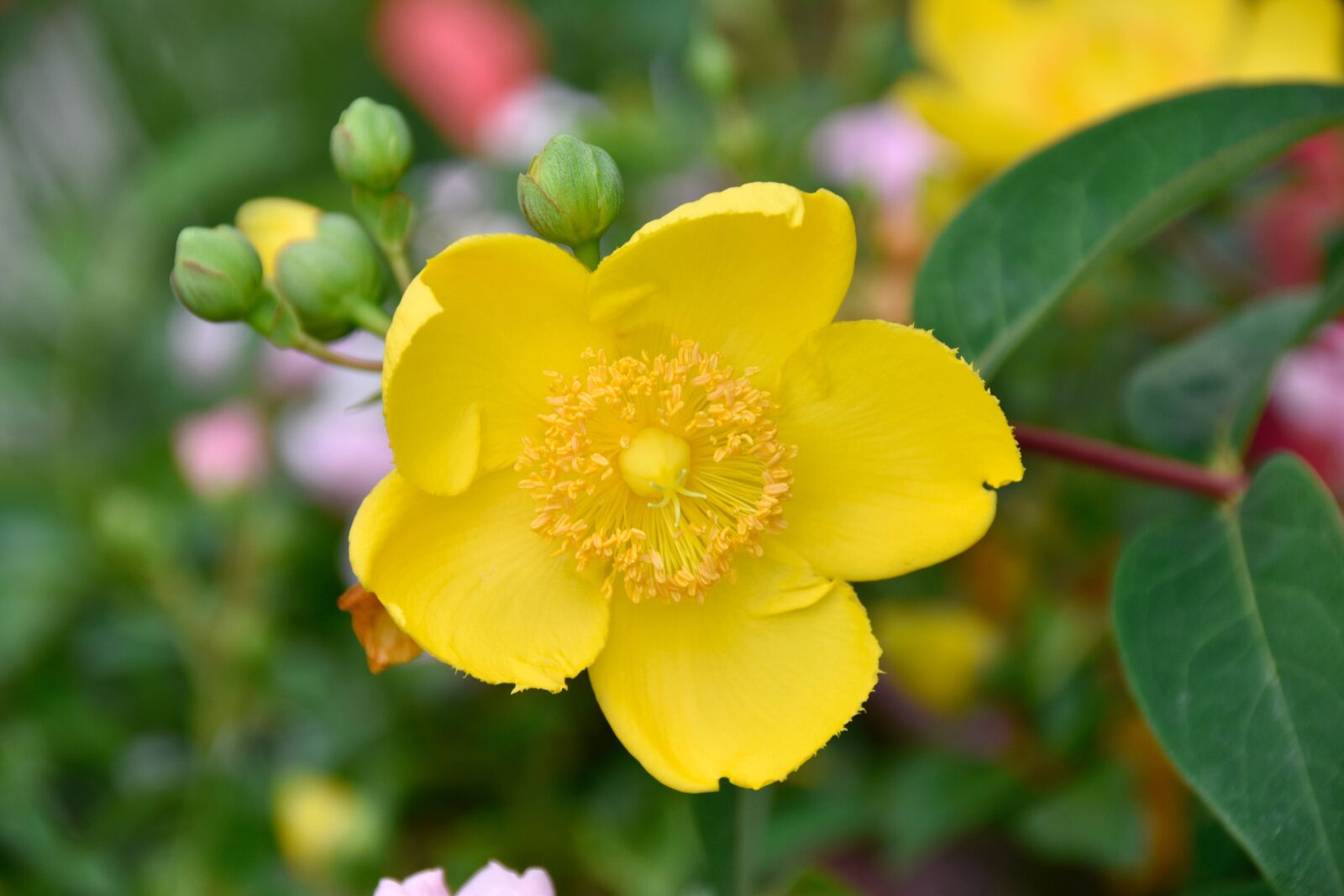 Nikon D5600 sample photo. Flowers, yellow flowers, buttercup photography