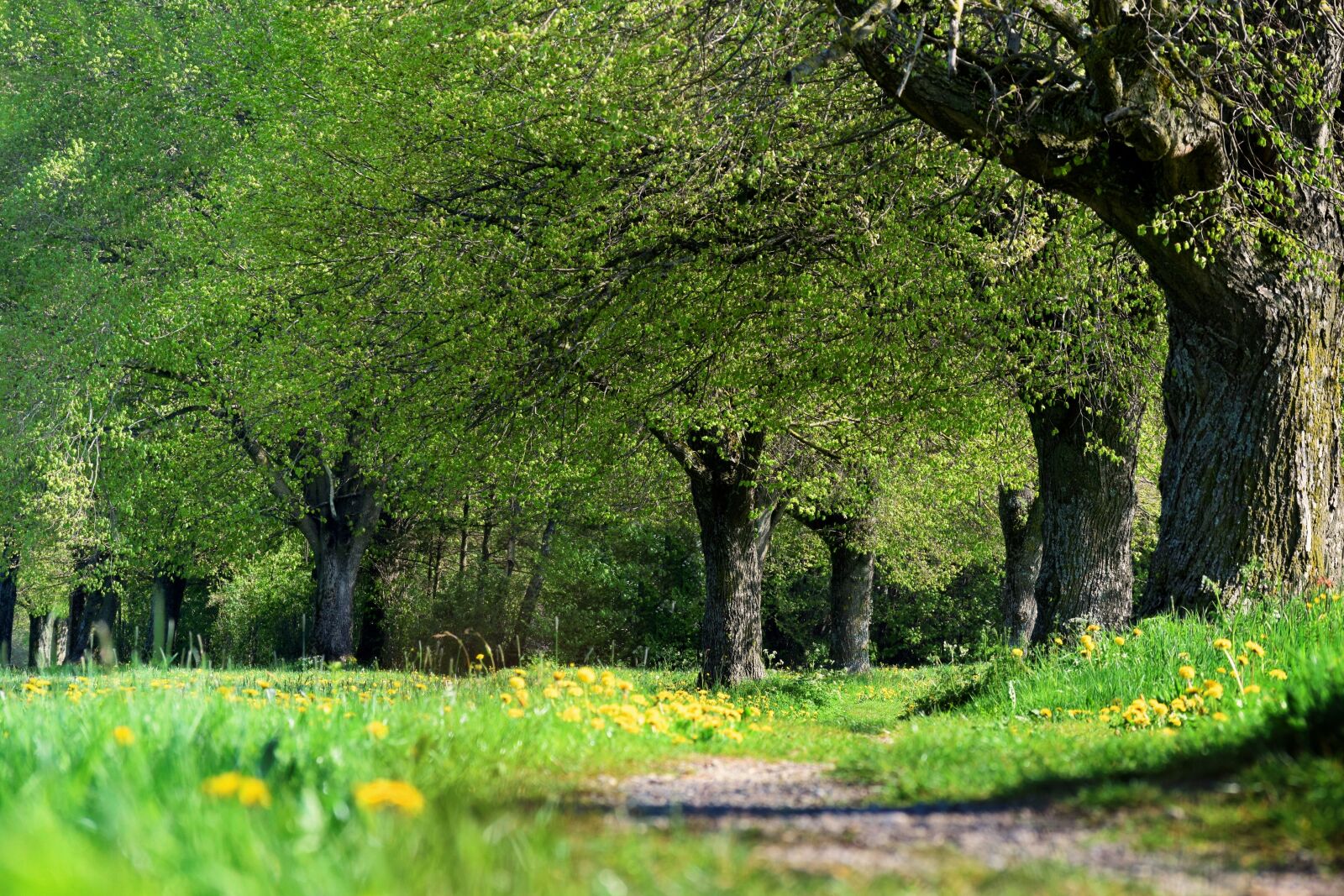 Nikon D5300 sample photo. Away, trees, avenue photography