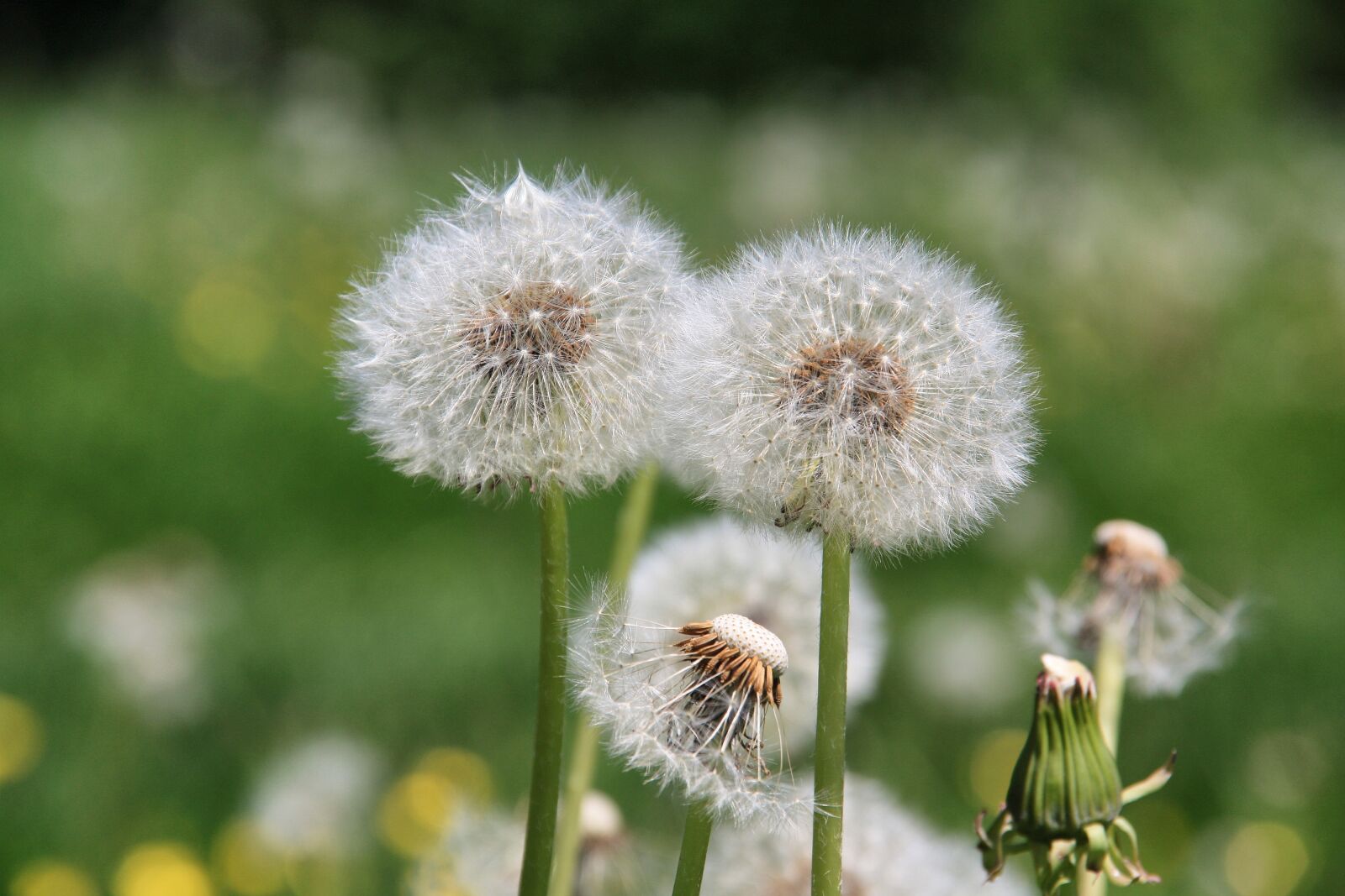 Canon EOS 450D (EOS Rebel XSi / EOS Kiss X2) sample photo. Dandelion, nature, plant photography