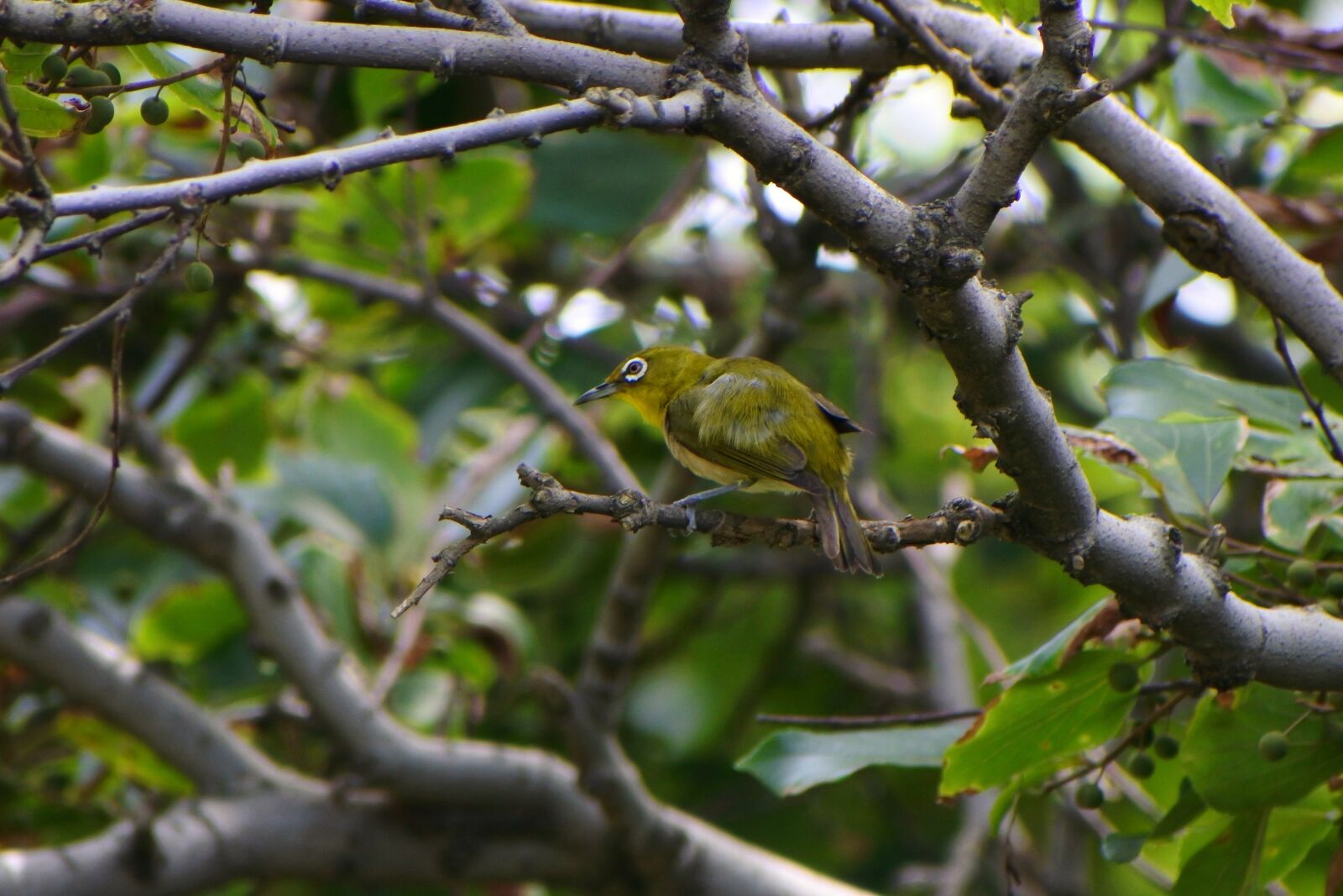 VR 70-300mm f/4.5-6.3G sample photo. Animal, forest, wood photography