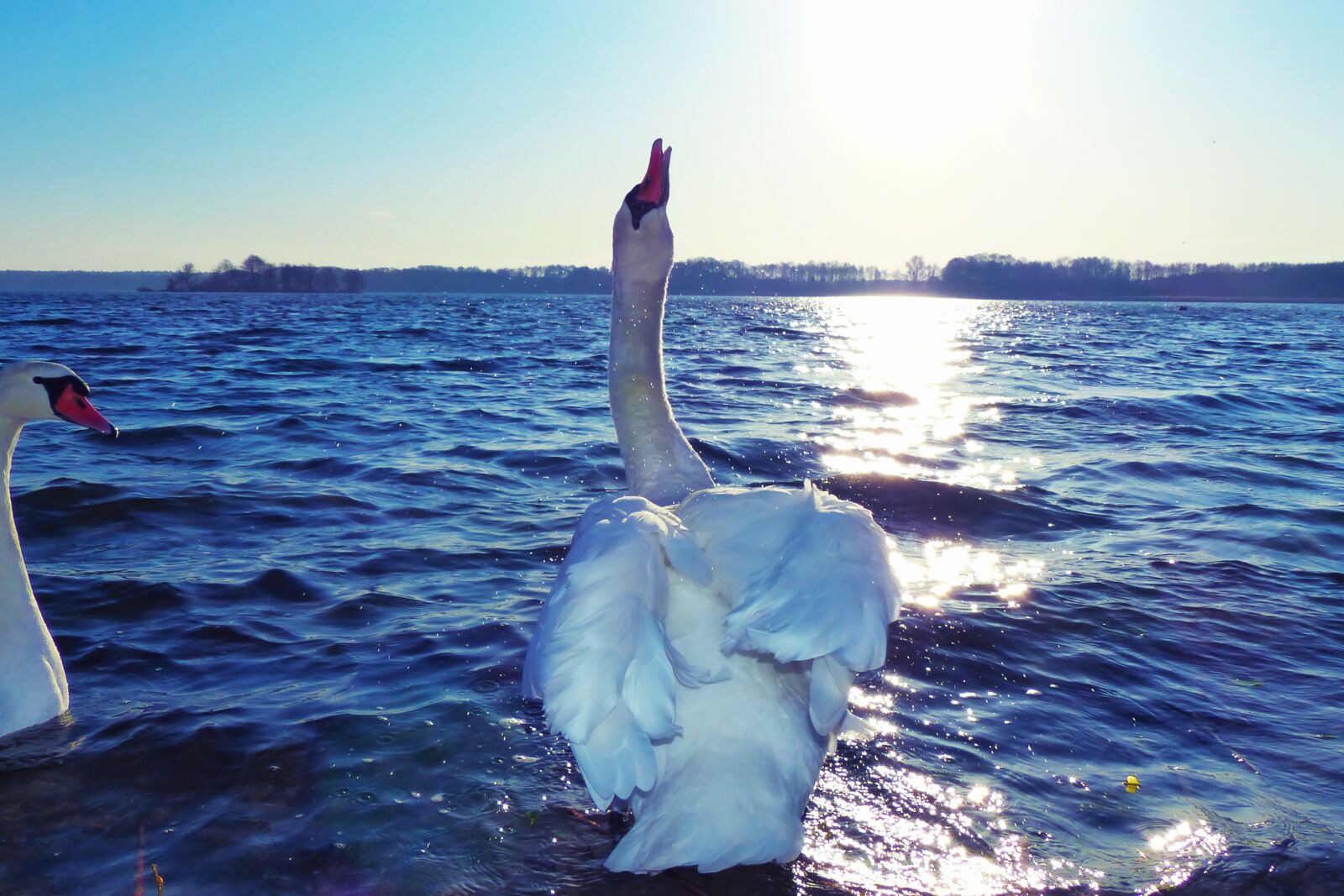 Panasonic Lumix DMC-FZ200 sample photo. Mute swan, tom, spitting photography