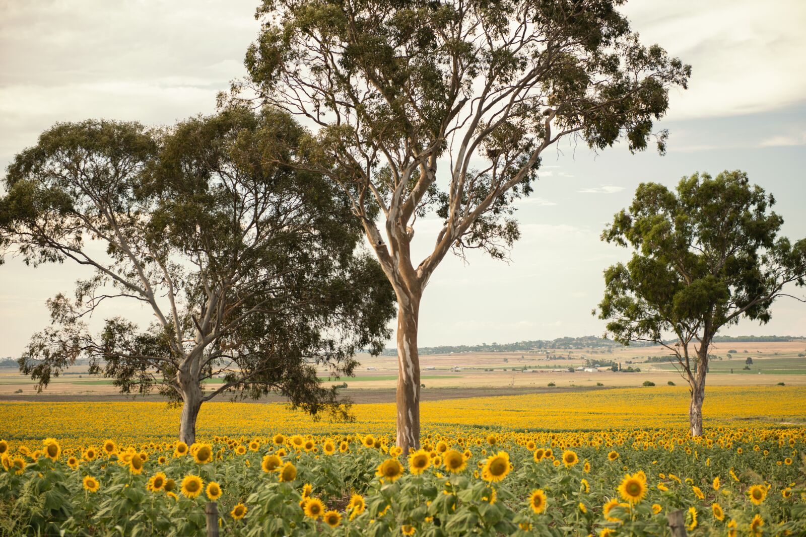 Nikon D800 sample photo. Field, nature, sunflower photography
