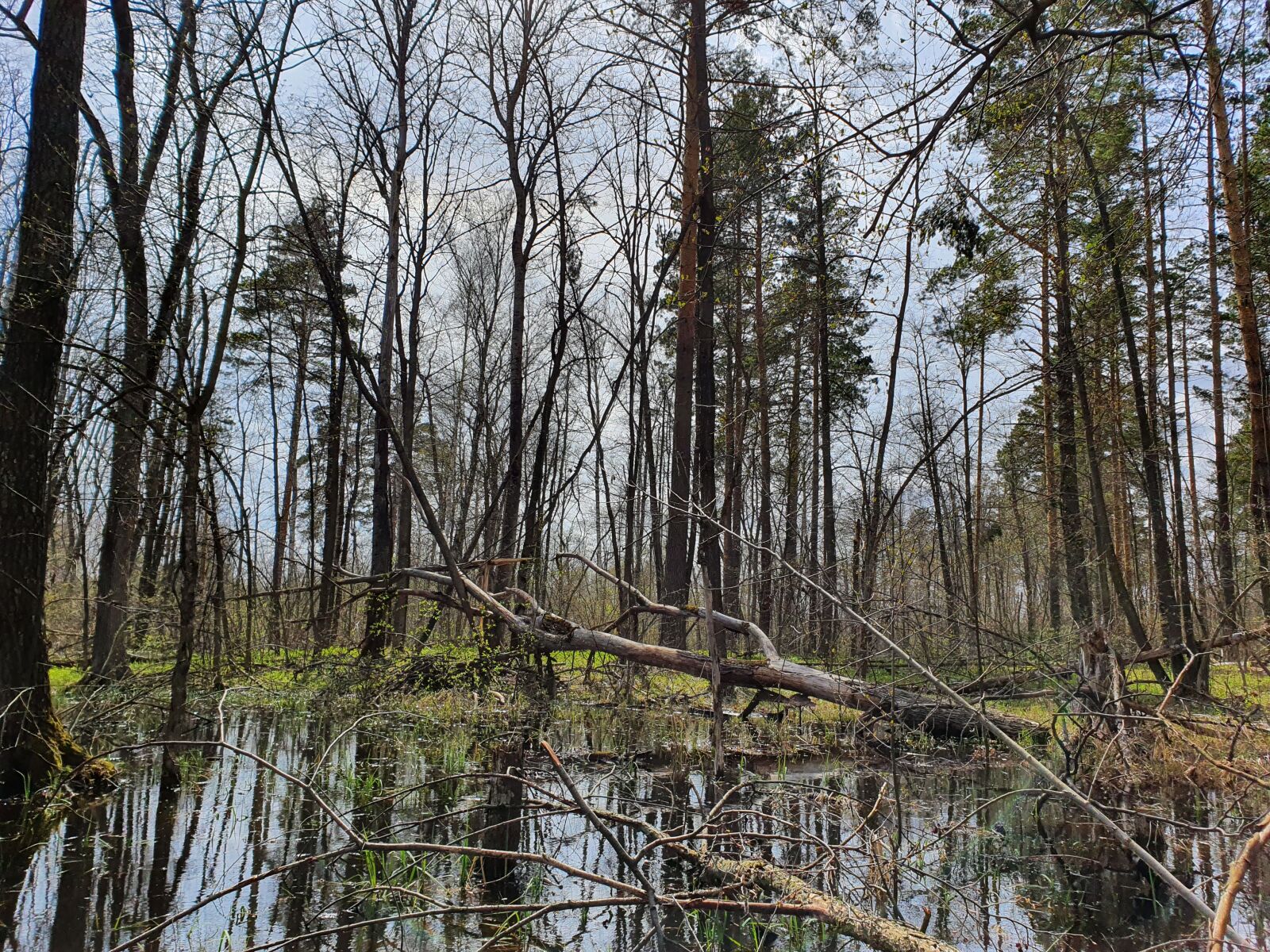 Samsung Galaxy S10 sample photo. Swamp, water, forest photography
