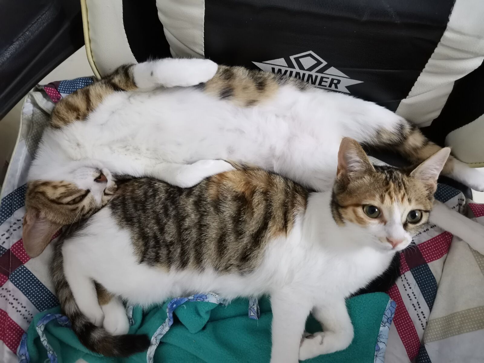 HUAWEI YAL-AL00 sample photo. Cat, brother and sister photography