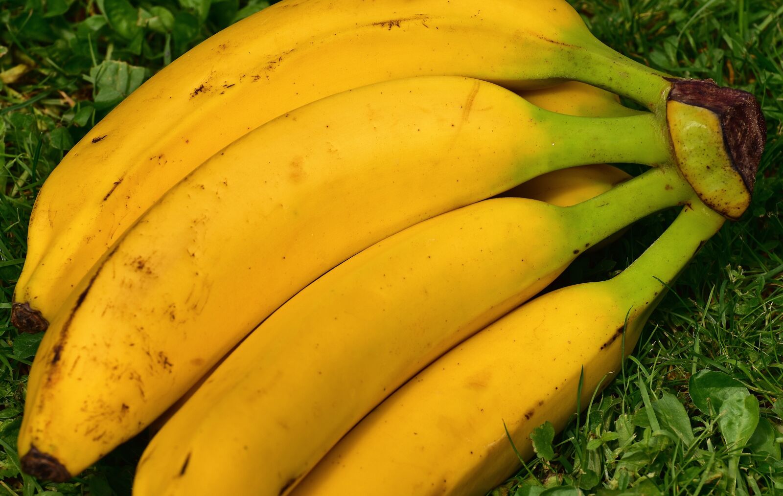 Nikon D7200 sample photo. Bananas, fruits, fruit photography