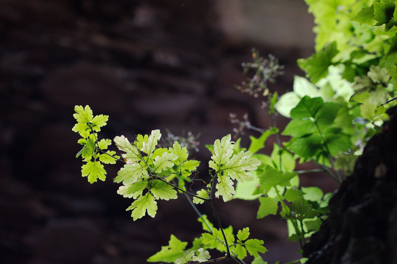 Canon EOS 70D sample photo. Plant, leaf, nature photography