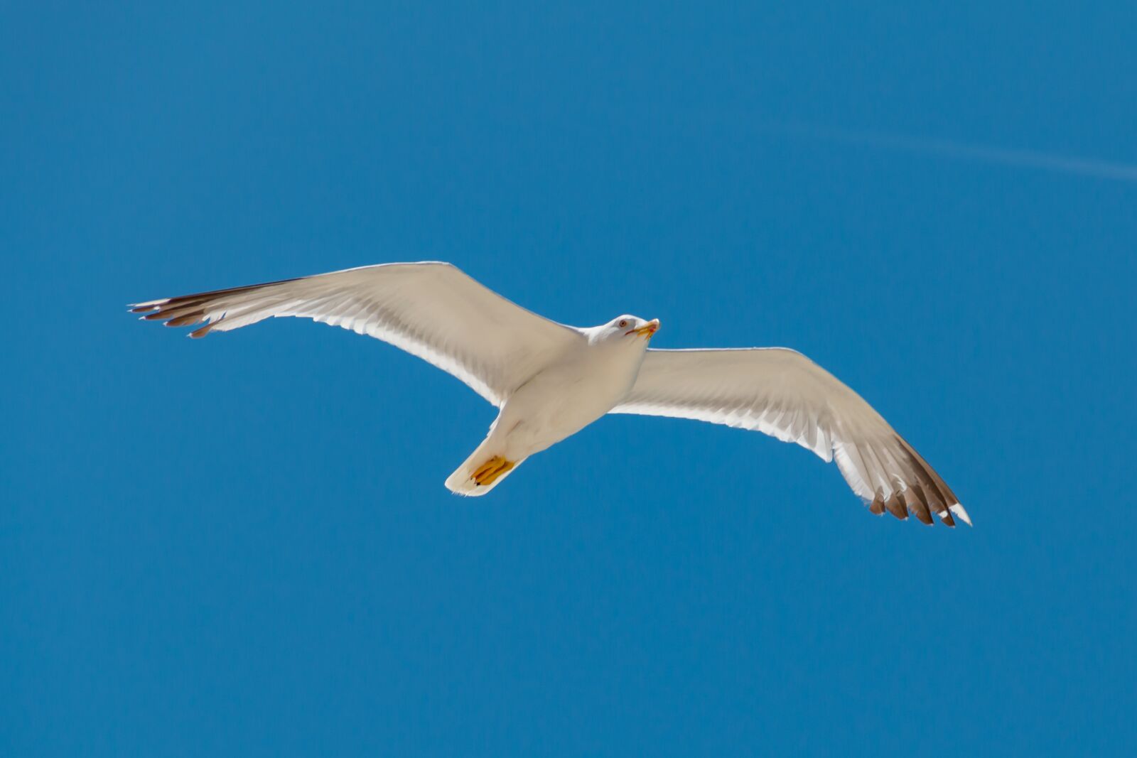 Canon EF-S 18-135mm F3.5-5.6 IS sample photo. Flying, sea, bird photography