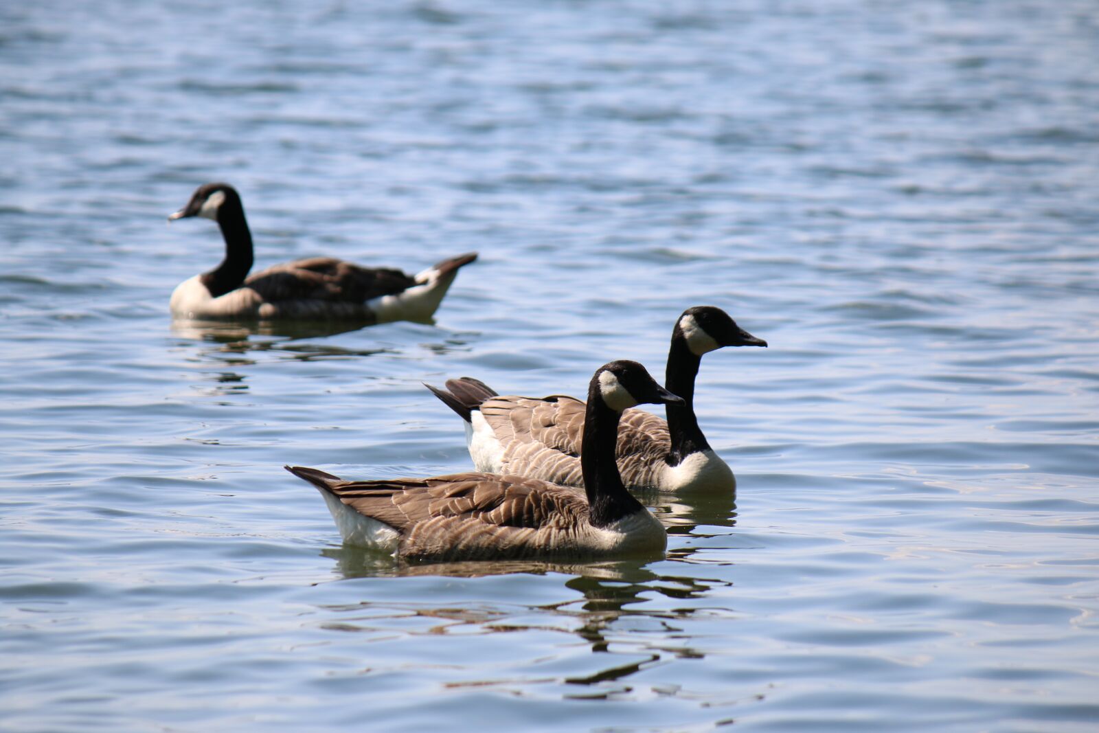 Canon EOS 70D + Canon EF-S 55-250mm F4-5.6 IS sample photo. Goose, canada goose, waterfowl photography