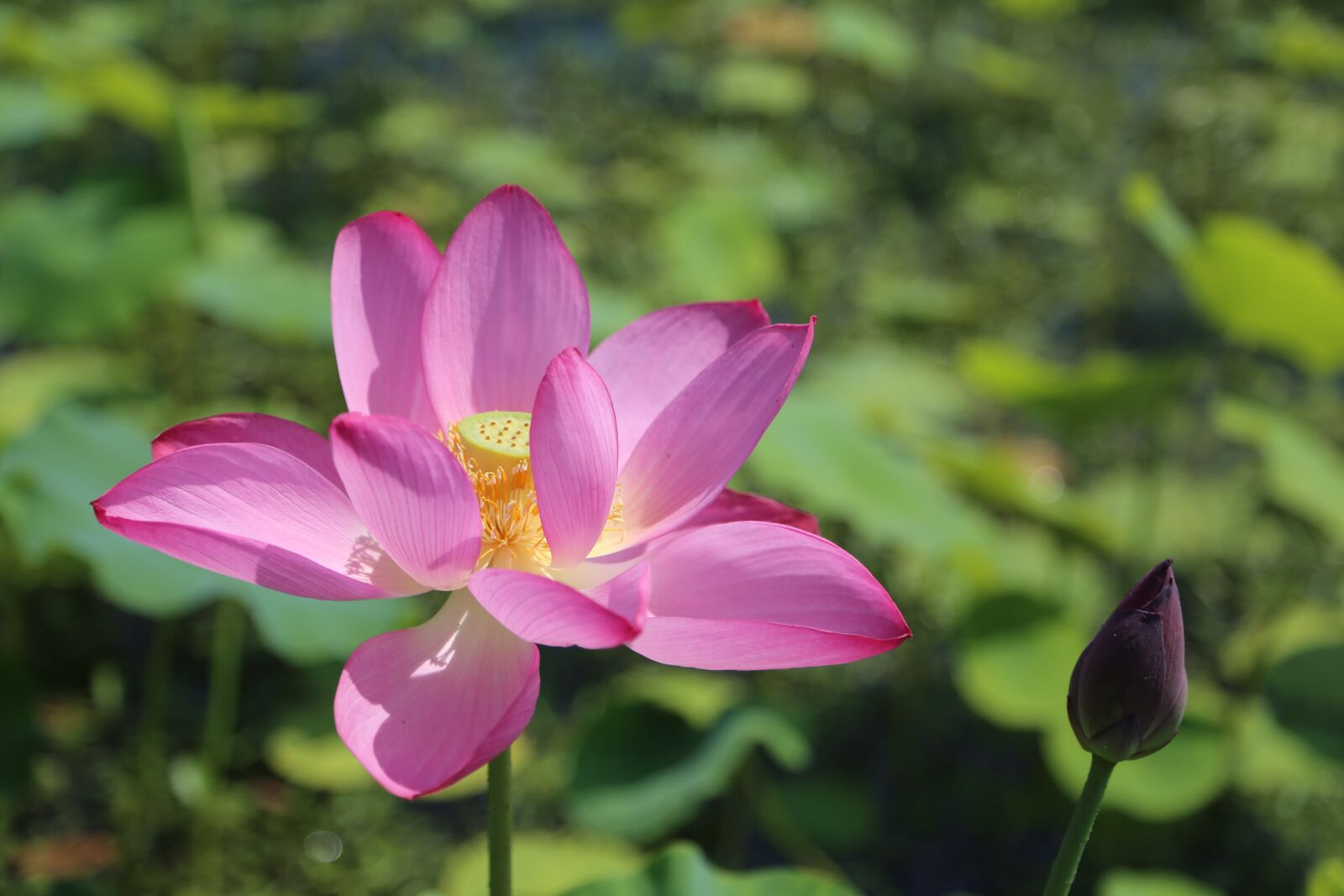 Canon EOS 6D + Canon EF 24-105mm F4L IS USM sample photo. Kite, lotus, water lilies photography