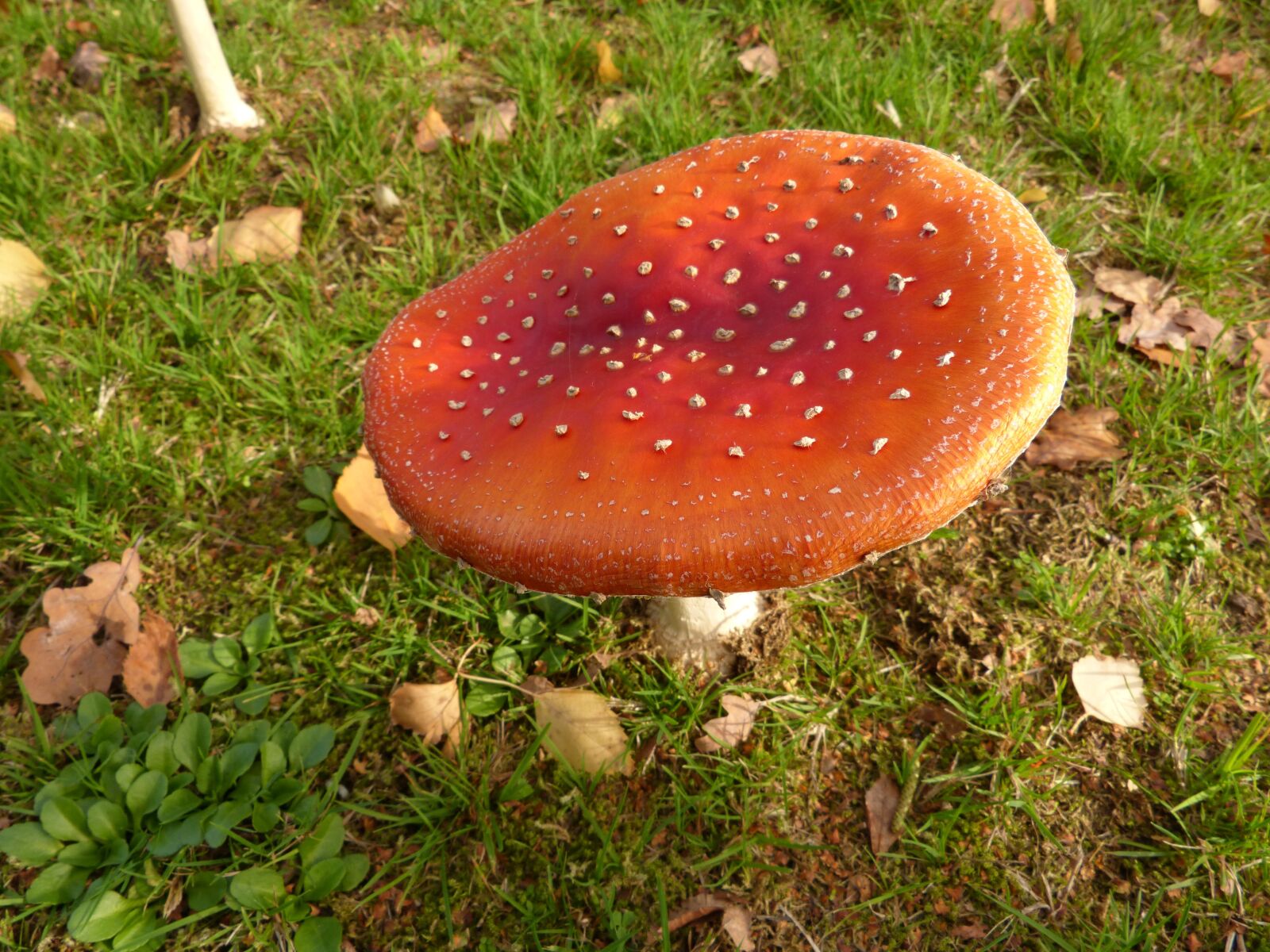 Panasonic DMC-FZ62 sample photo. Fly agaric, mushroom, toxic photography