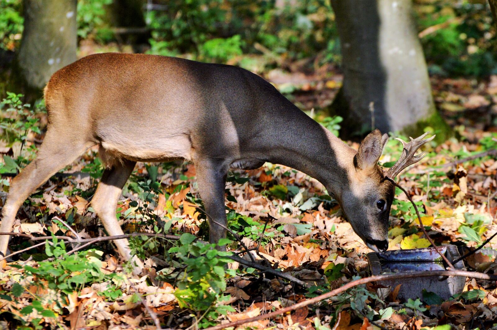Nikon D3200 sample photo. Hirsch, roe deer, doe photography