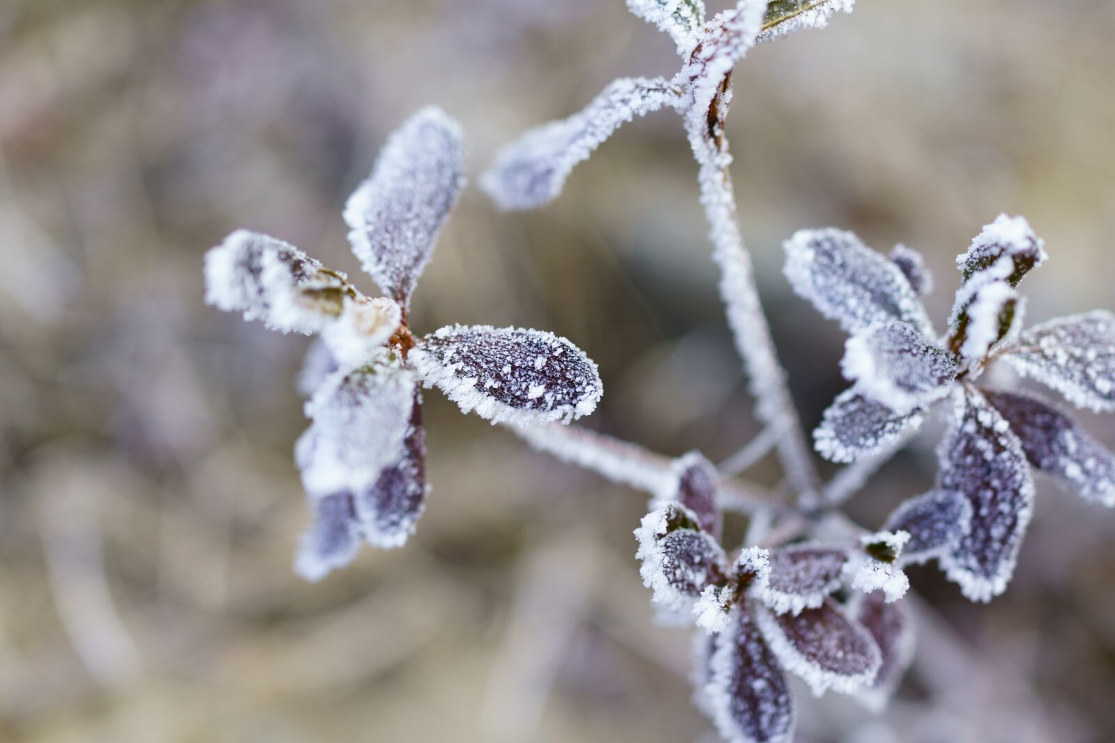Sony Cyber-shot DSC-RX1R II sample photo. Frost, winter, nature photography