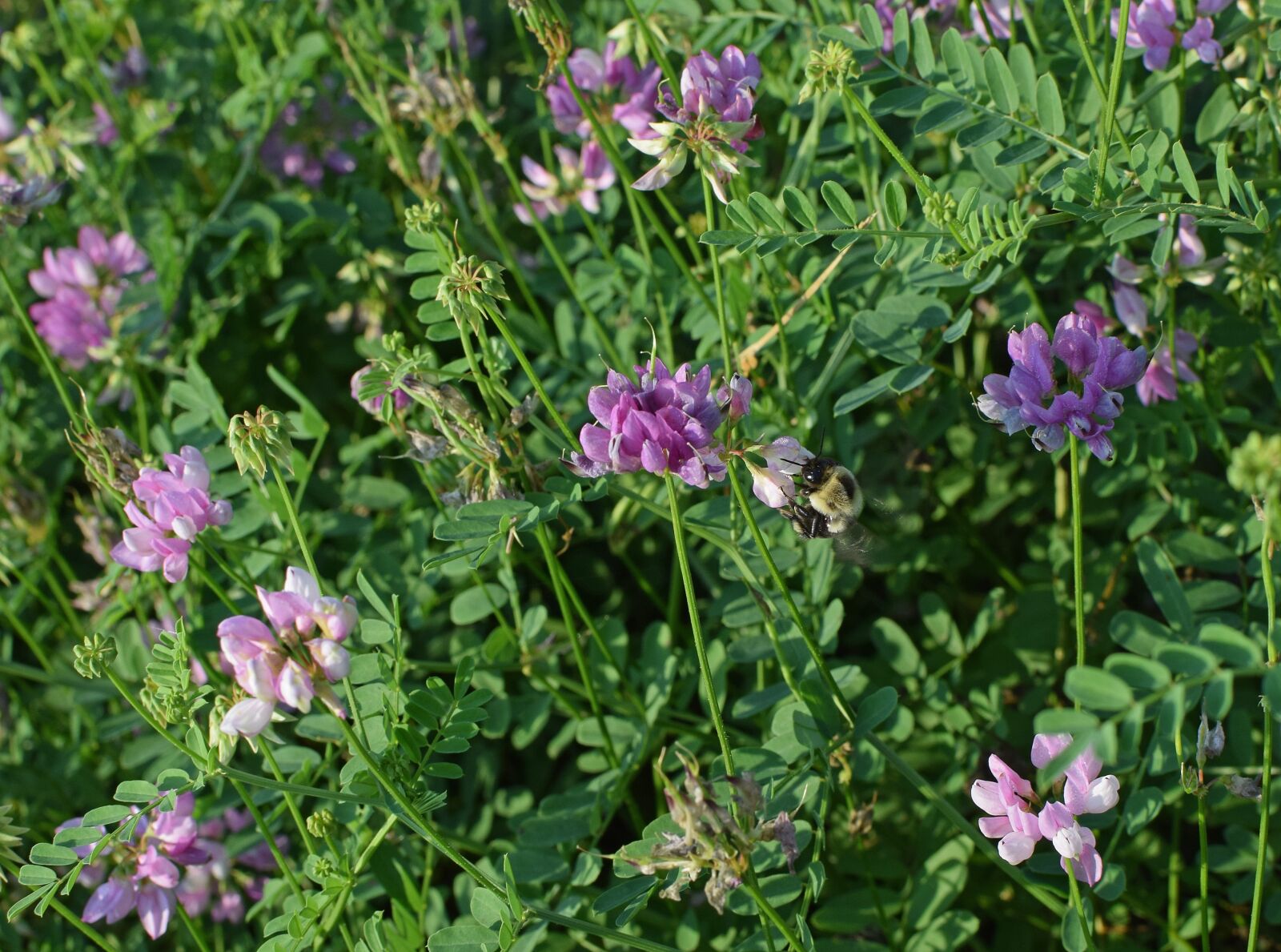 Nikon D3300 sample photo. Crown vetch with bee photography