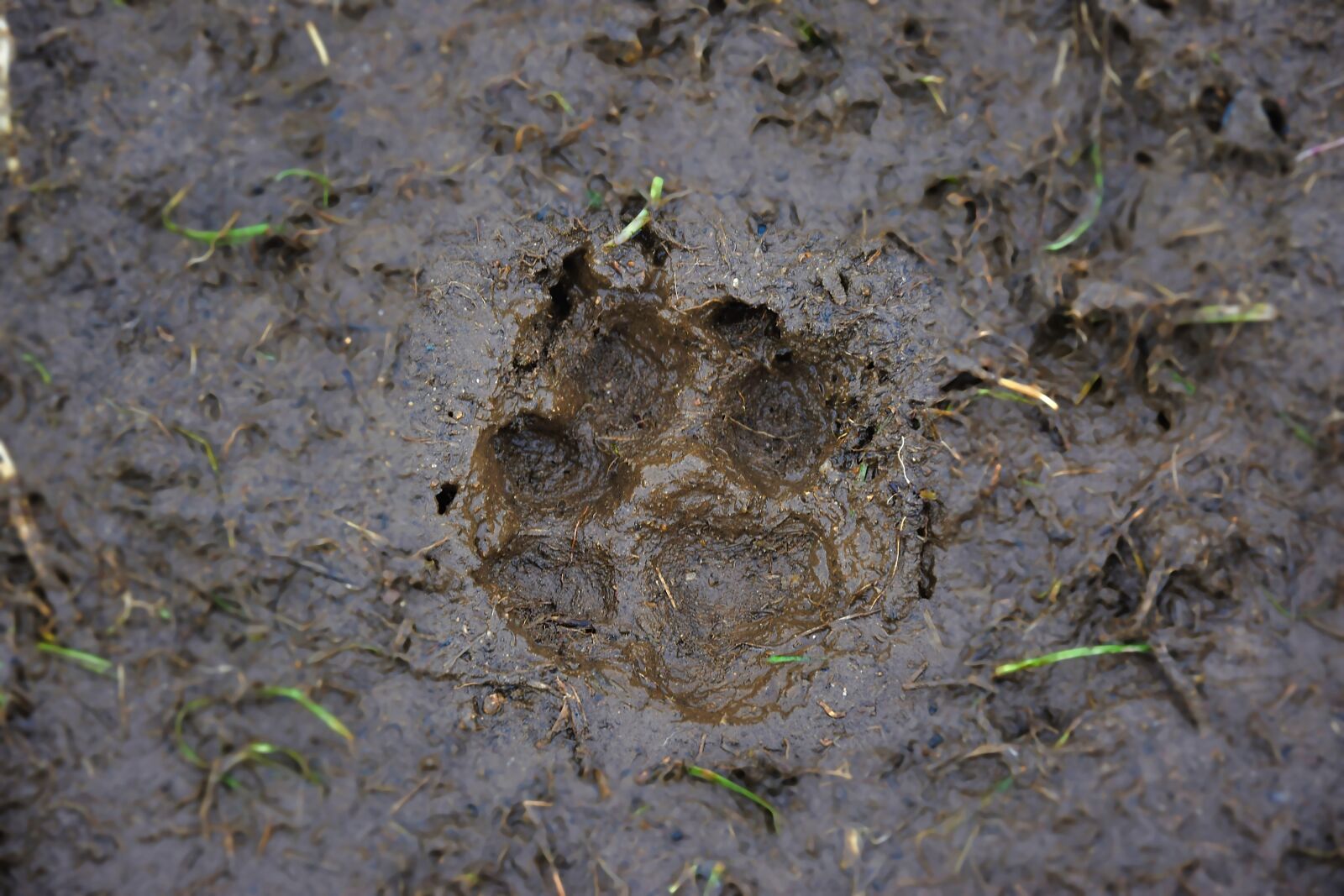 Nikon D5300 sample photo. Track, mud, dog photography