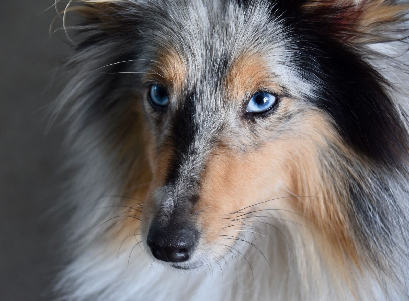 Nikon D5600 sample photo. Dog, bitch, blue eye photography