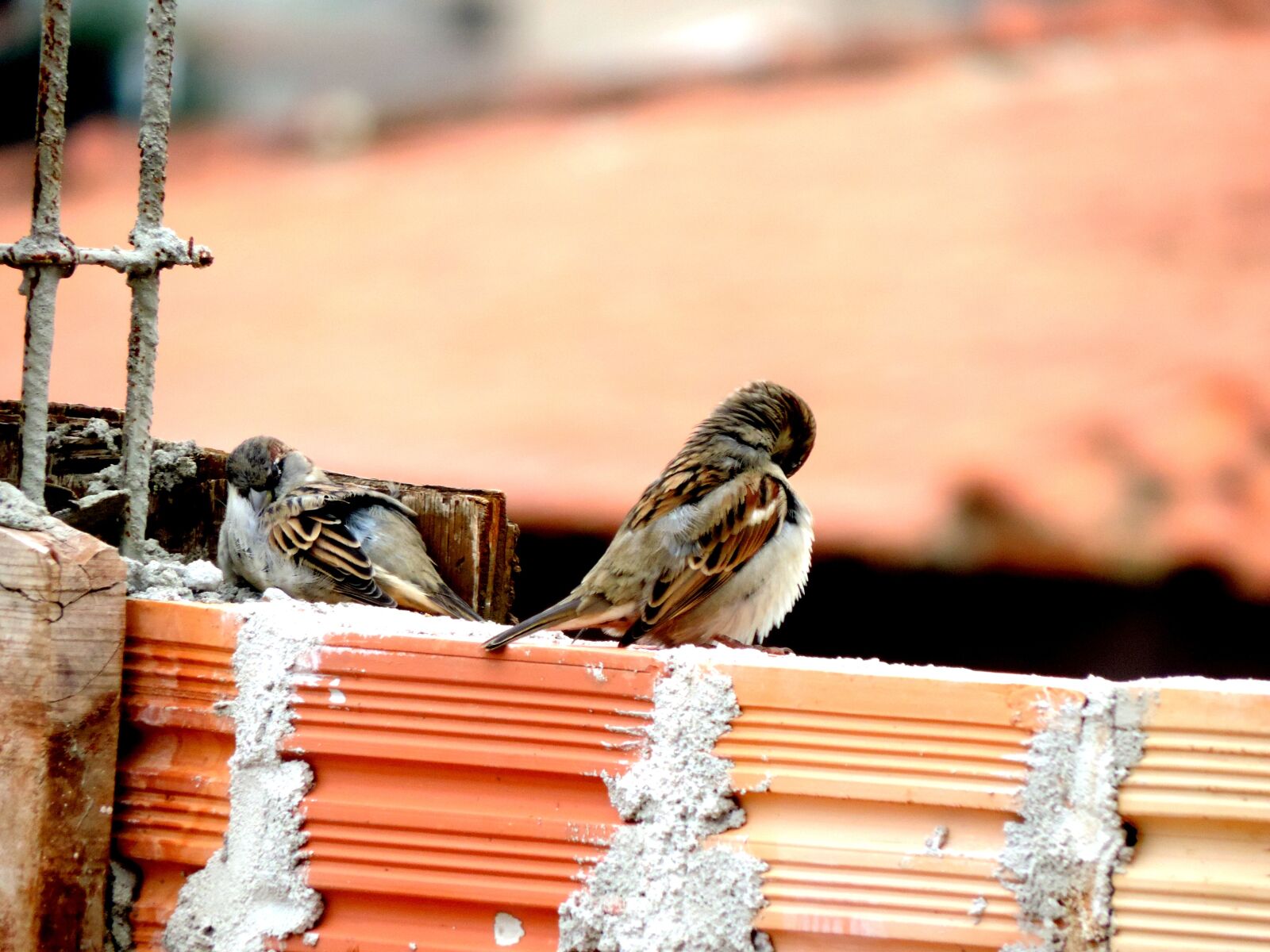 Nikon Coolpix P520 sample photo. Pigeons, nature, eventide photography