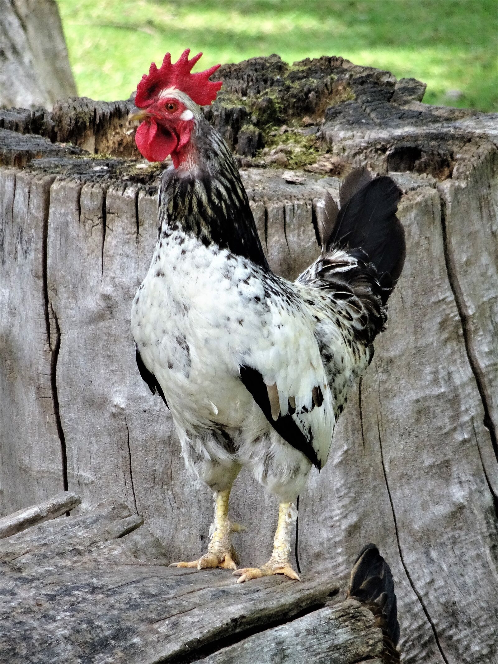 Sony Cyber-shot DSC-HX50V sample photo. Chicken, farm, chickens photography