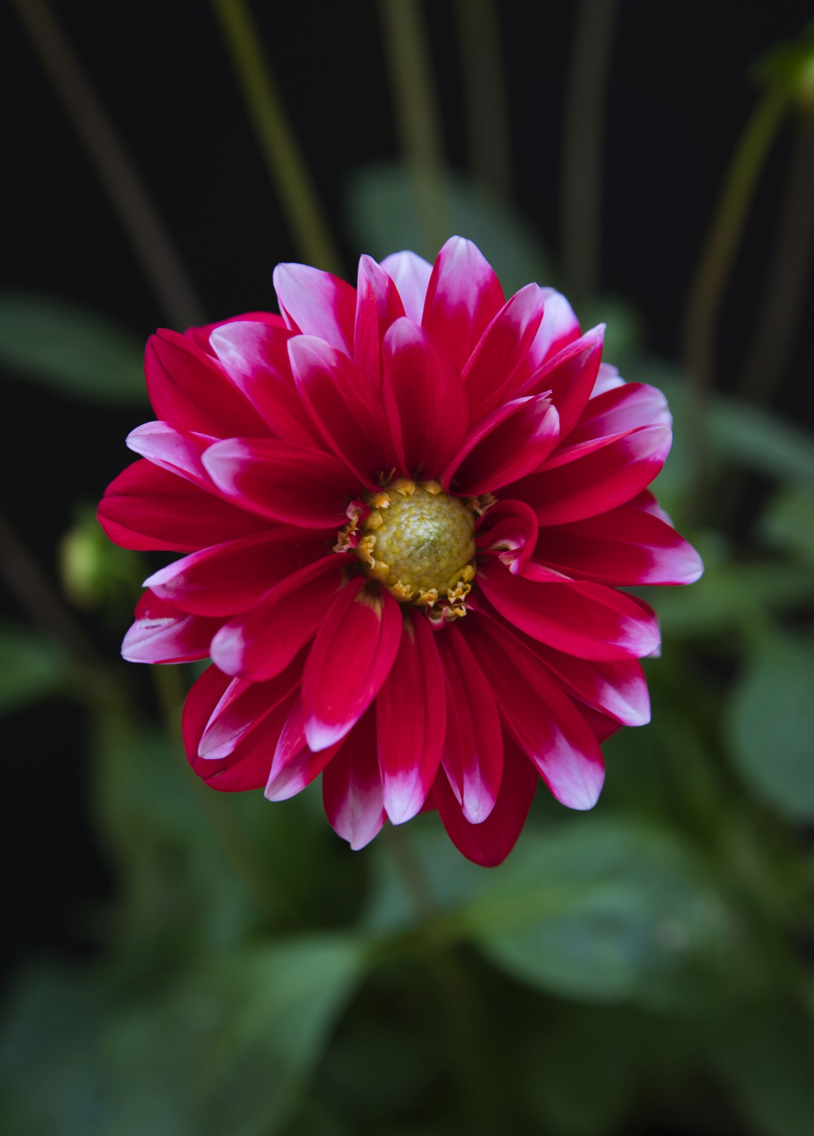 Nikon D3400 sample photo. Flowers, nature, flower photography