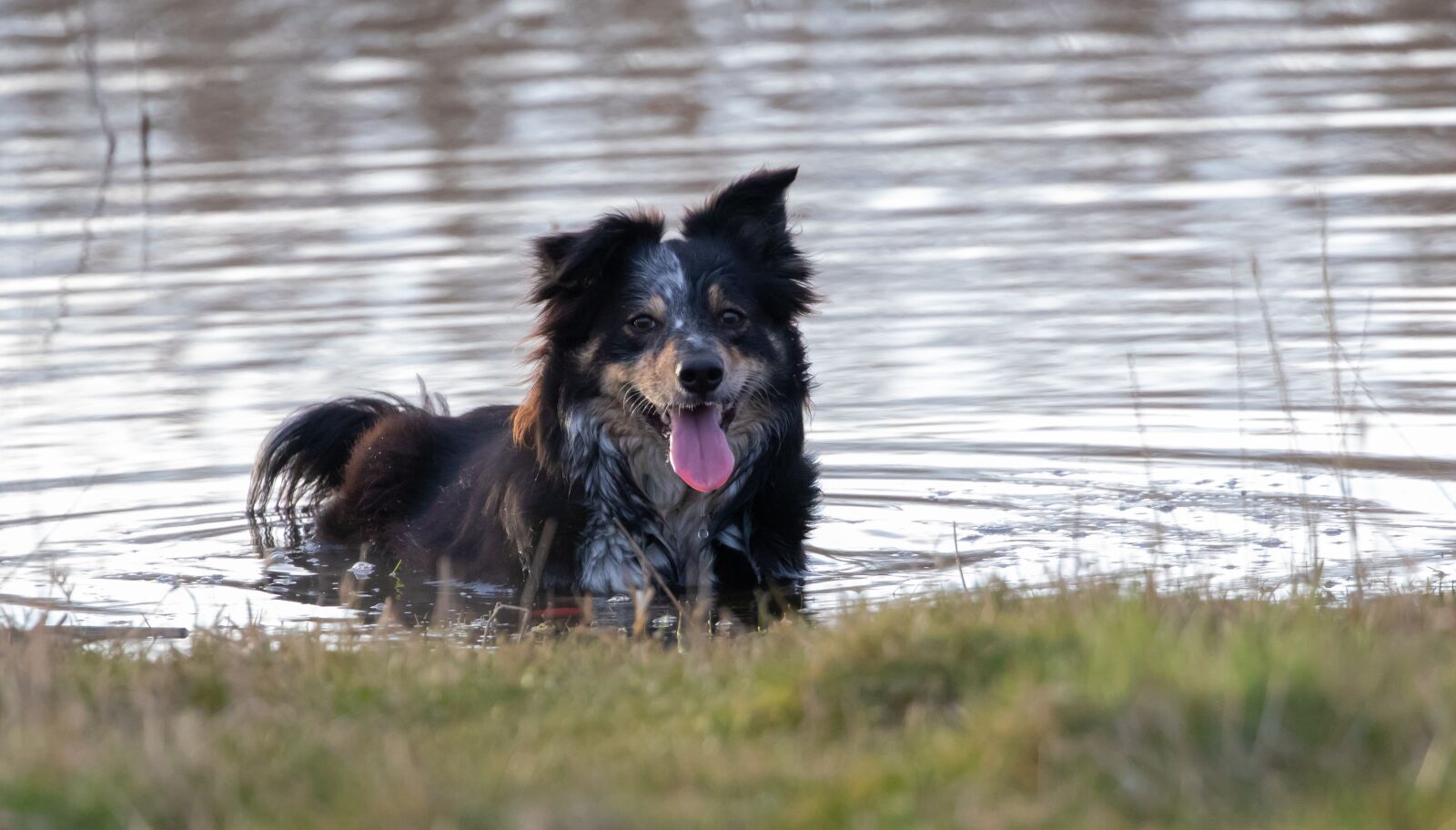 Canon EOS 7D Mark II + Canon EF 100-400mm F4.5-5.6L IS II USM sample photo. Collie in water, do photography
