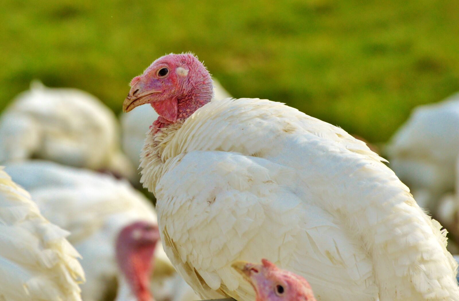 Nikon D3200 sample photo. Turkeys, birds, plumage photography