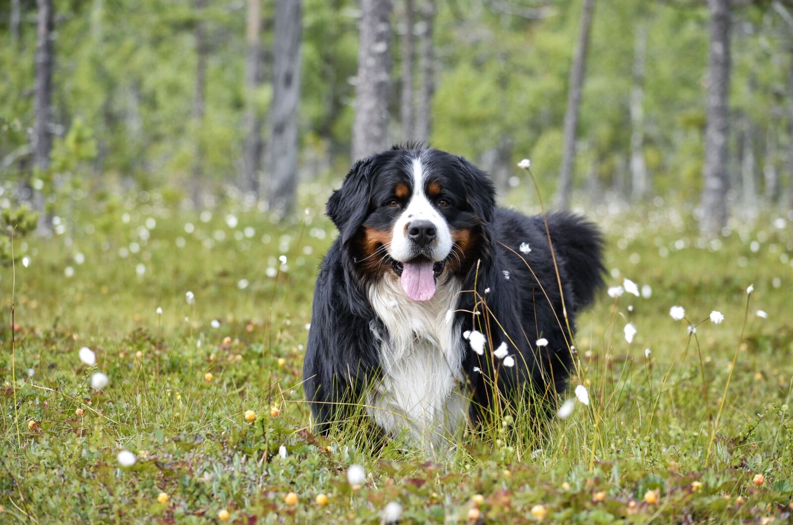 Nikon D5100 sample photo. Bernese mountain dog, dog photography