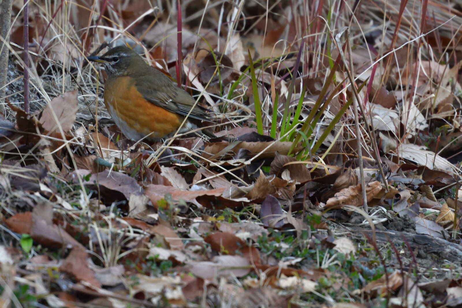 Nikon D500 sample photo. Natural, outdoors, wild animals photography