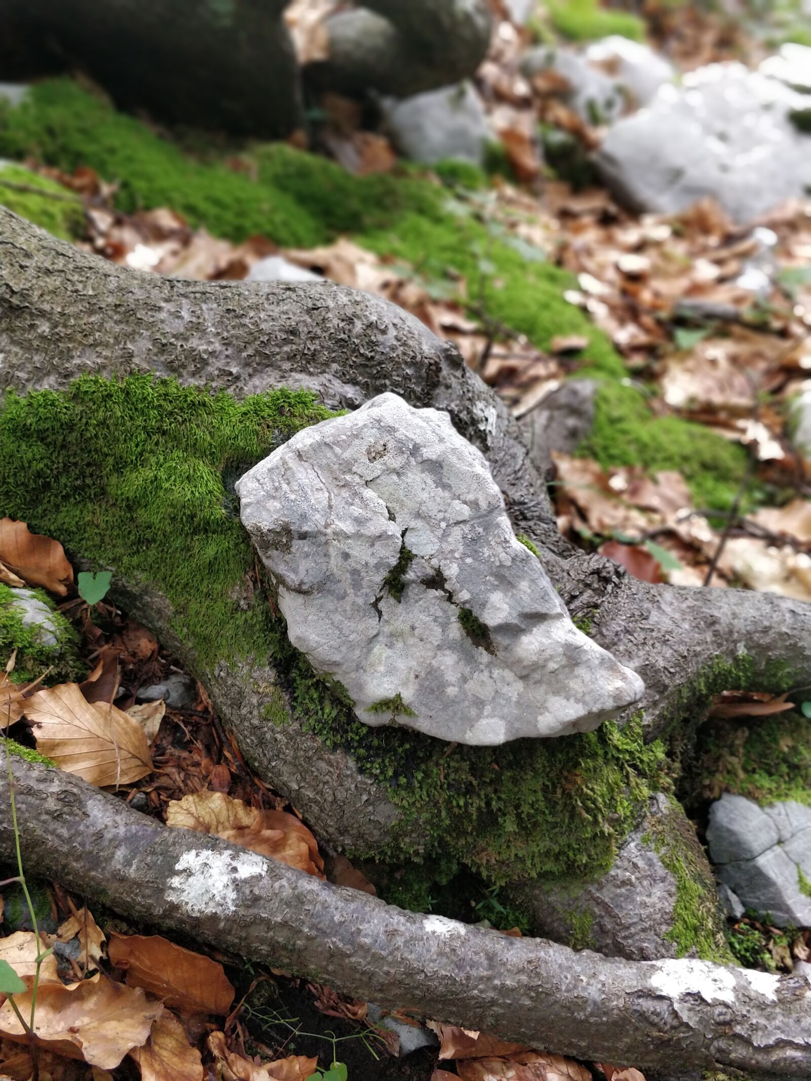 OnePlus 5 sample photo. Nature, rock, wood photography